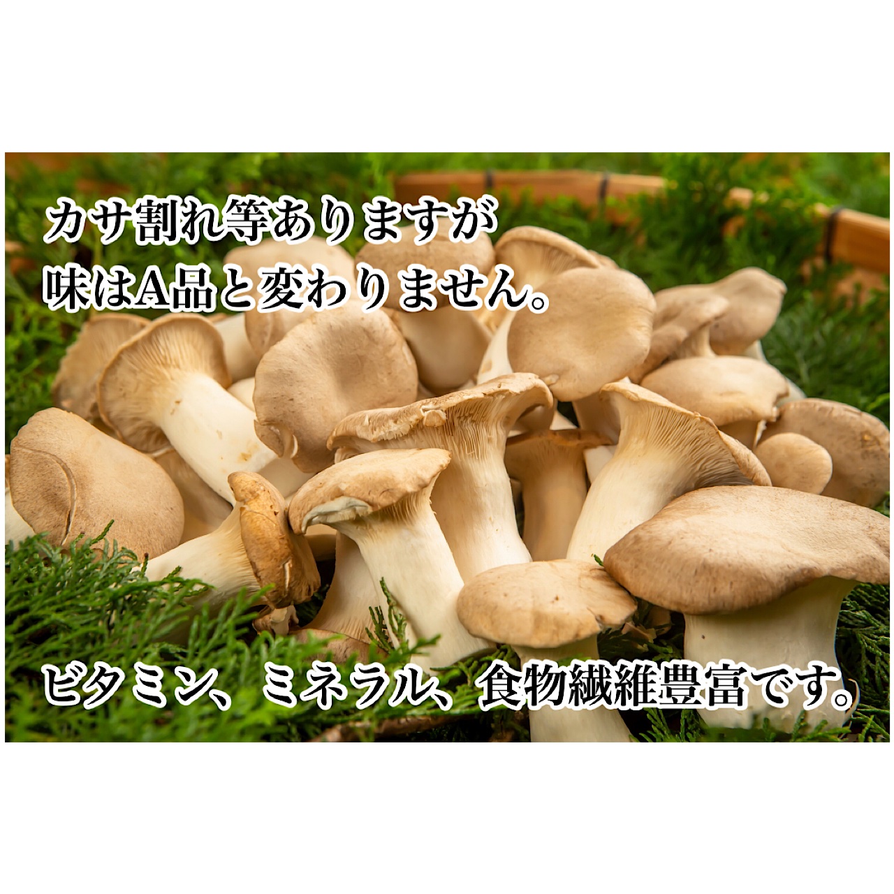 農家直送！エリンギ1.2kg | 野菜/きのこ 産直アウル 農家から直接野菜