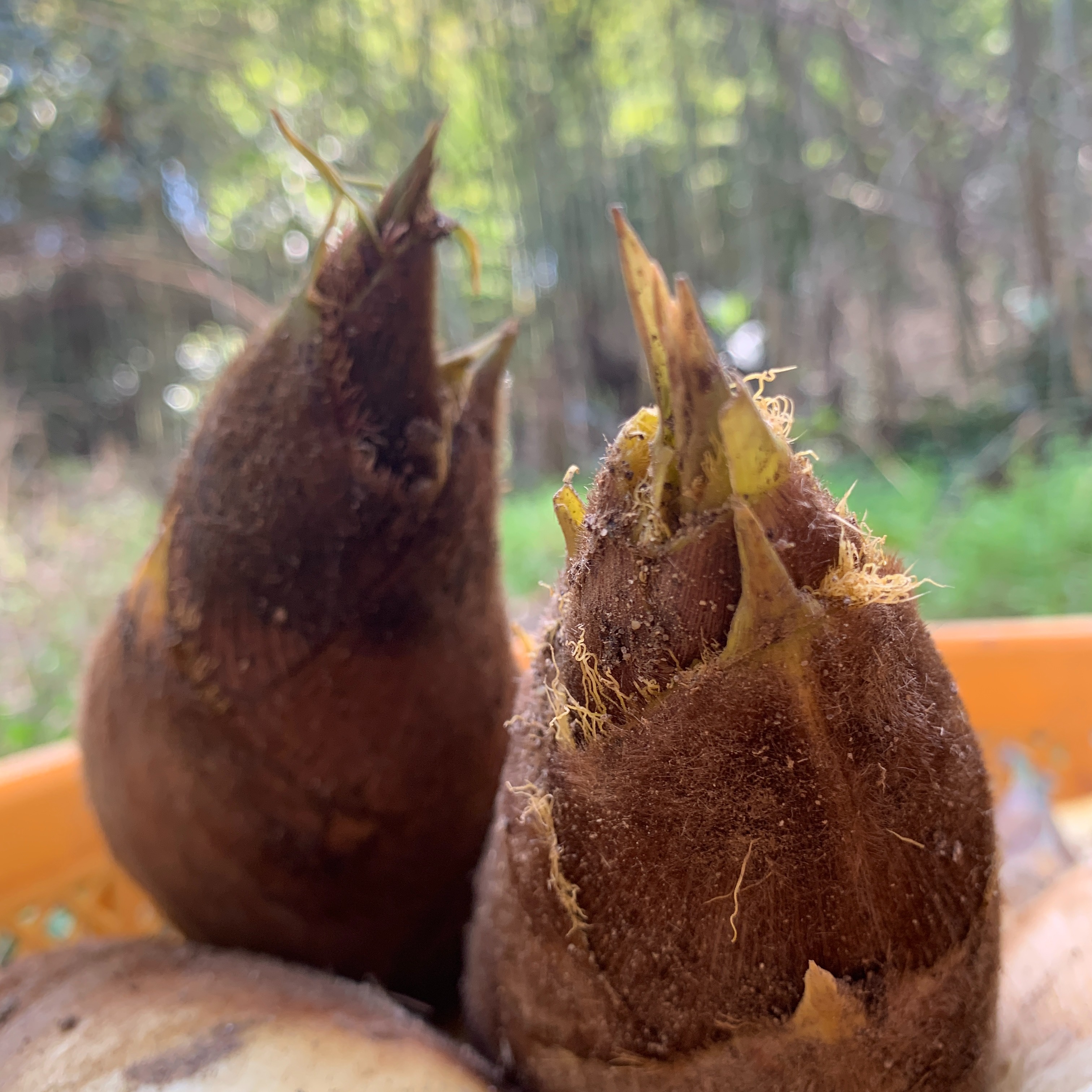 【栃木県(那須産)】無農薬たけのこ約15kg 栃木県のたけのこの中古が安い！激安で譲ります・無料であげます