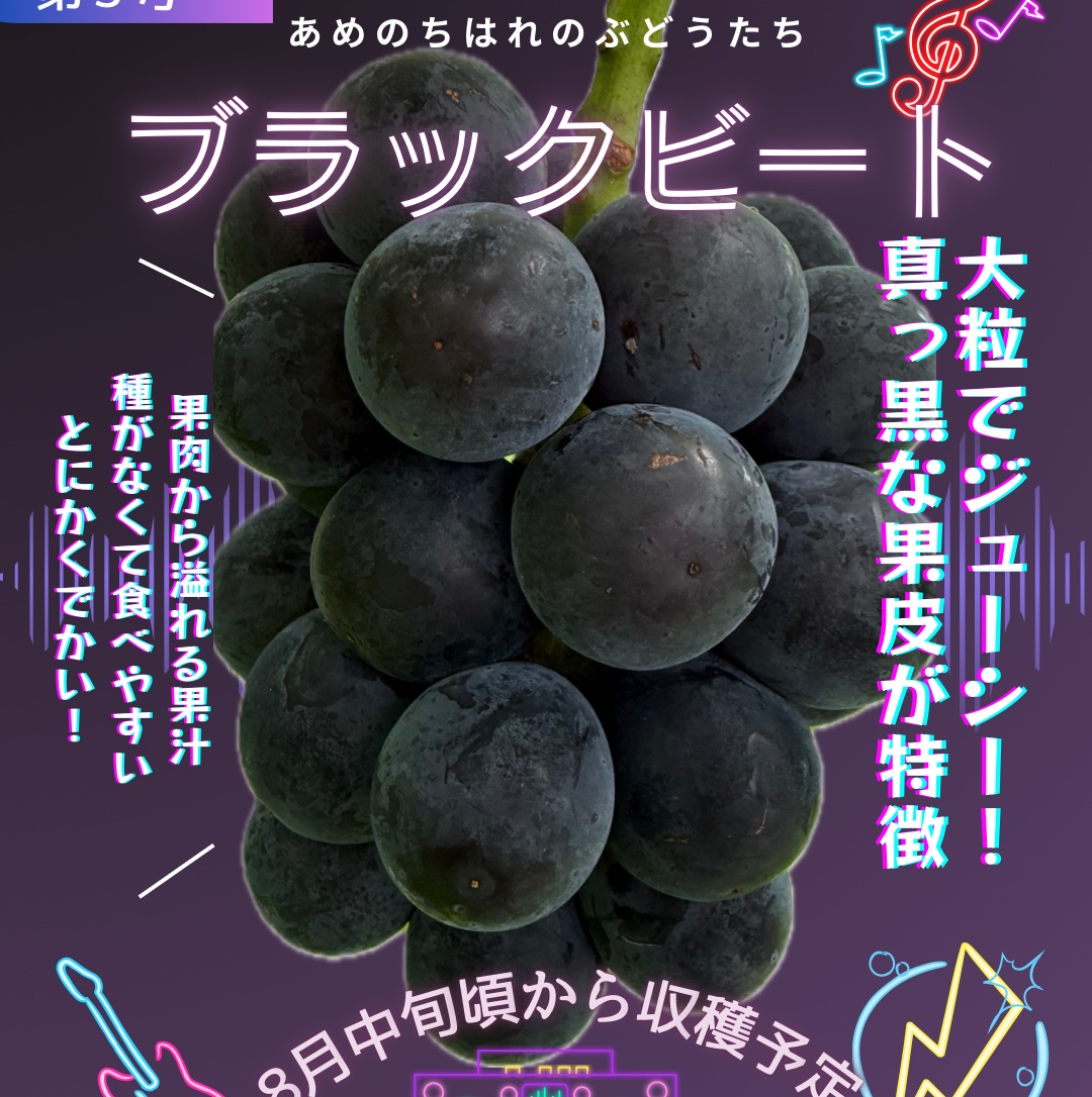 朝どれ新鮮】ブラックビート約1kg ｜ 果物/ぶどう 産直アウル 農家