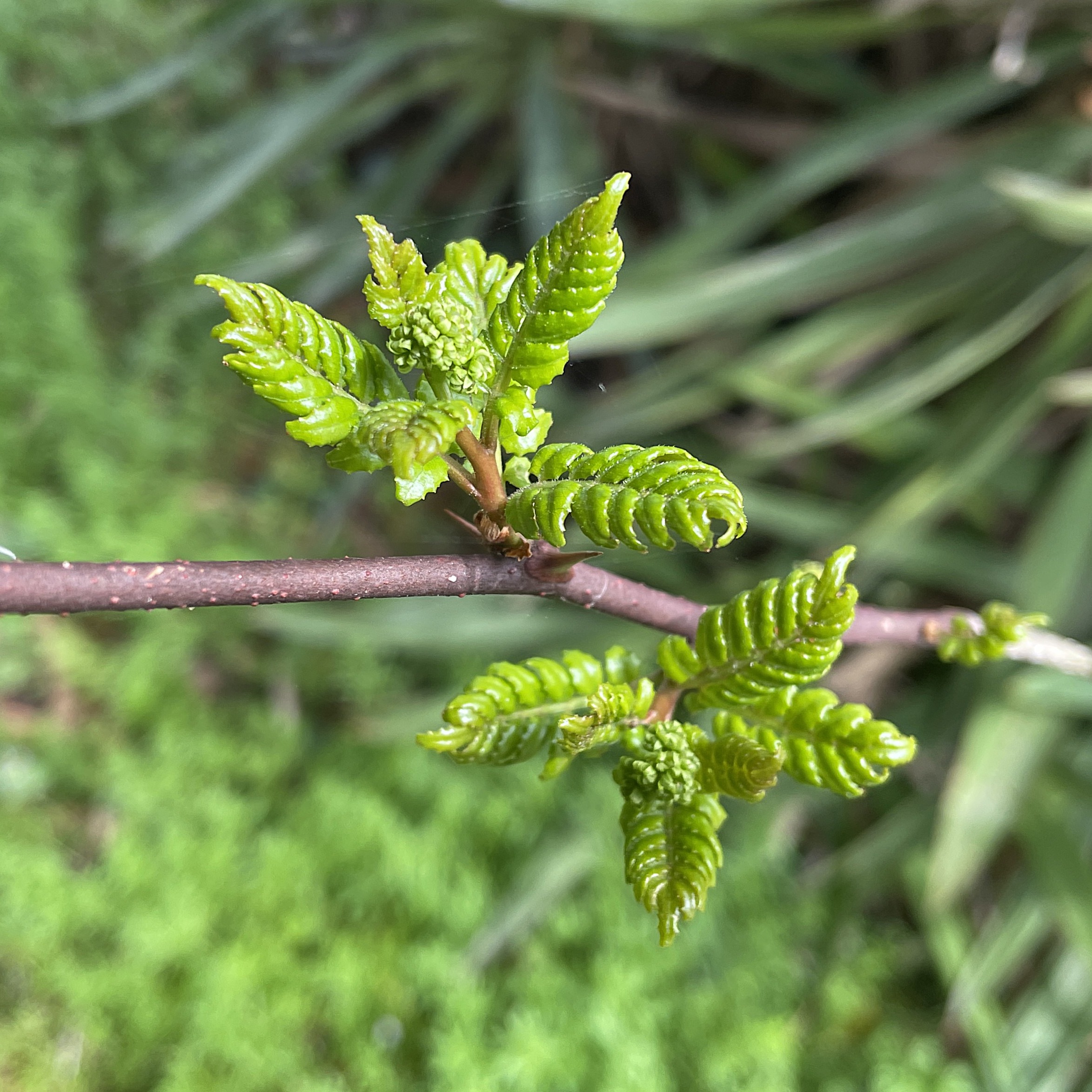 山椒の葉　木の芽1キロ 木の芽（きのめ・山椒の葉） 1パック 国産 : おおつる青果 - 通販