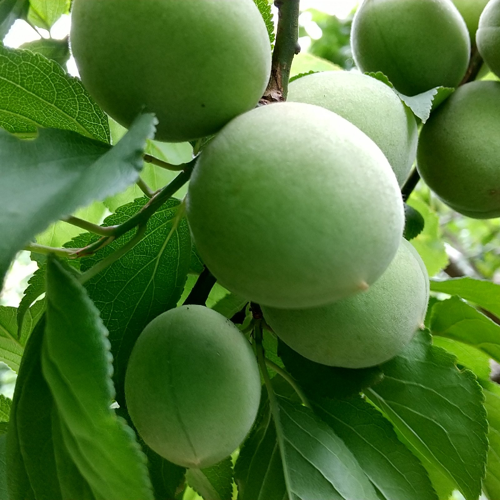 完熟梅 白加賀 梅 3kg まじりっけなし！自然栽培の青梅『白加賀』3kg