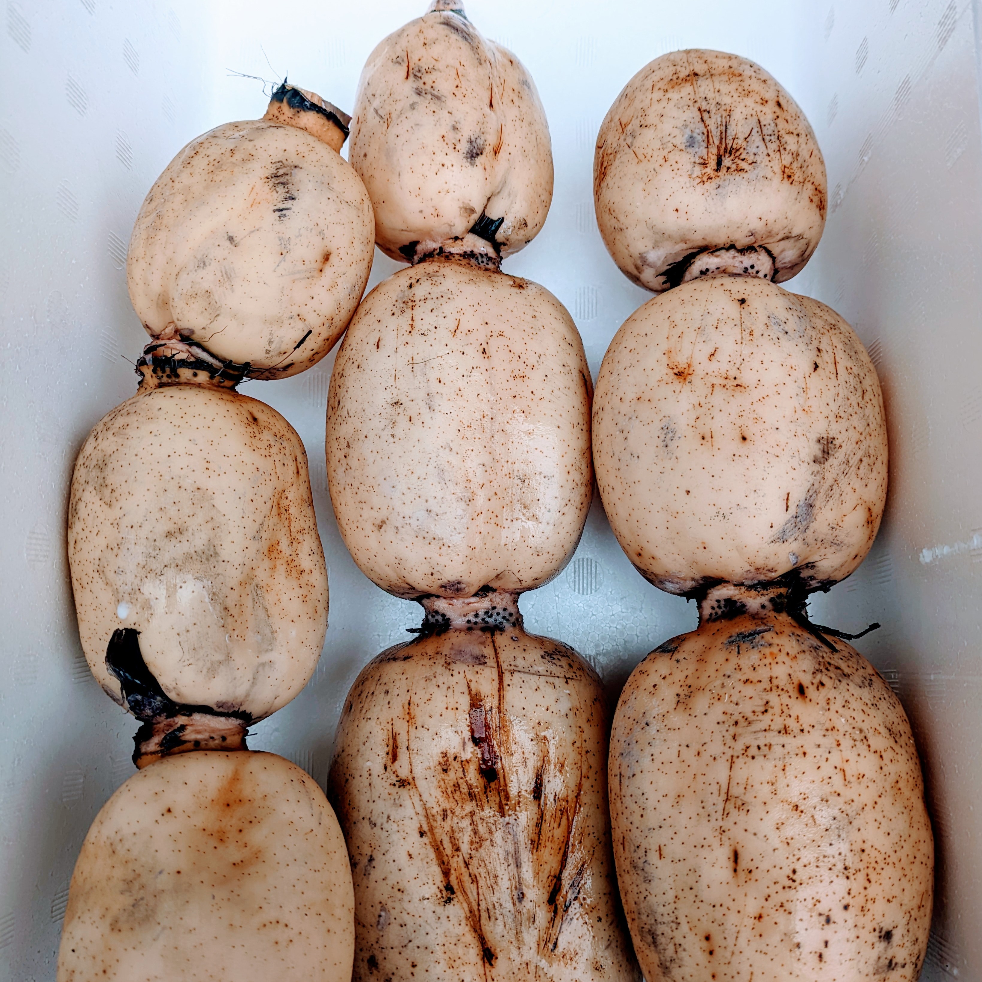 囗天@平日発送　レン13個