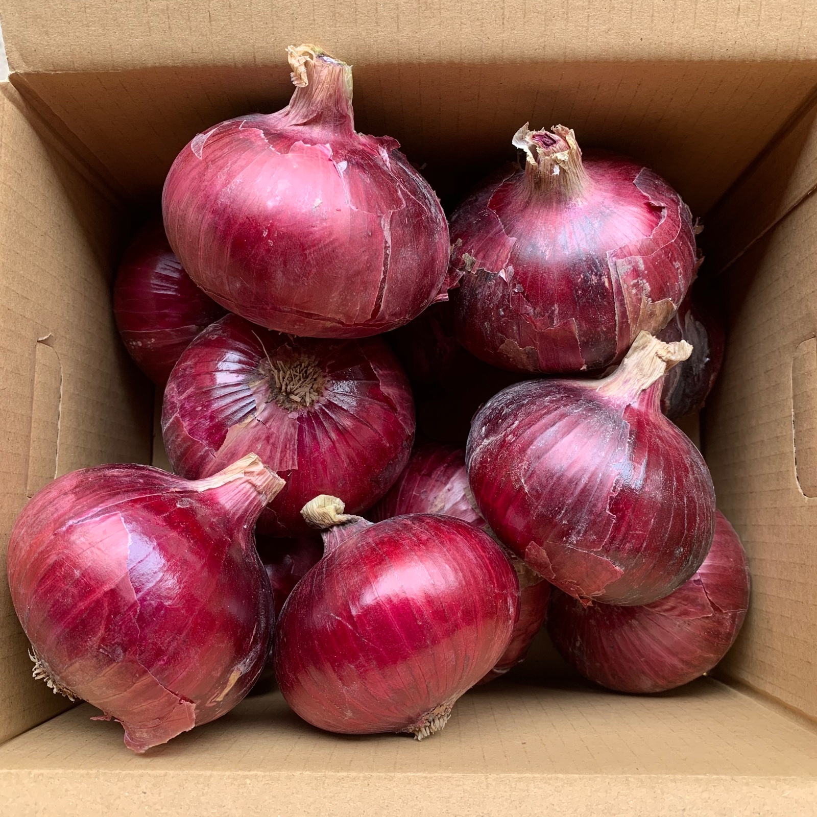 赤玉ねぎ　箱込み約20kg 訳ありレッドオニオン4kg 新玉ねぎレッドオニオン サラダ玉ねぎ