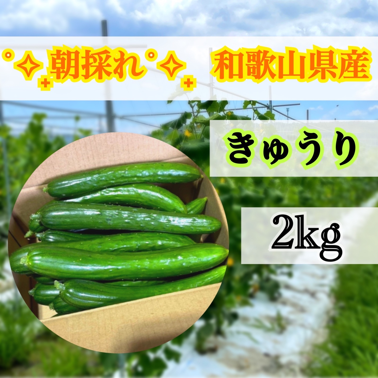 和歌山県産 夏野菜 きゅうり 胡瓜 1.9kg | 野菜/きゅうり 産直アウル