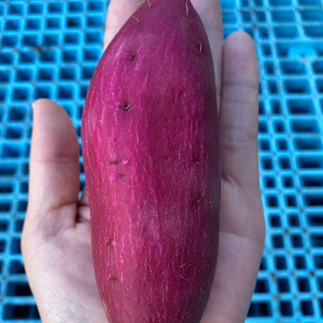 紅あずま S•3kg】千葉県成田市産 さつまいも 紅あずま Sサイズ 3kg
