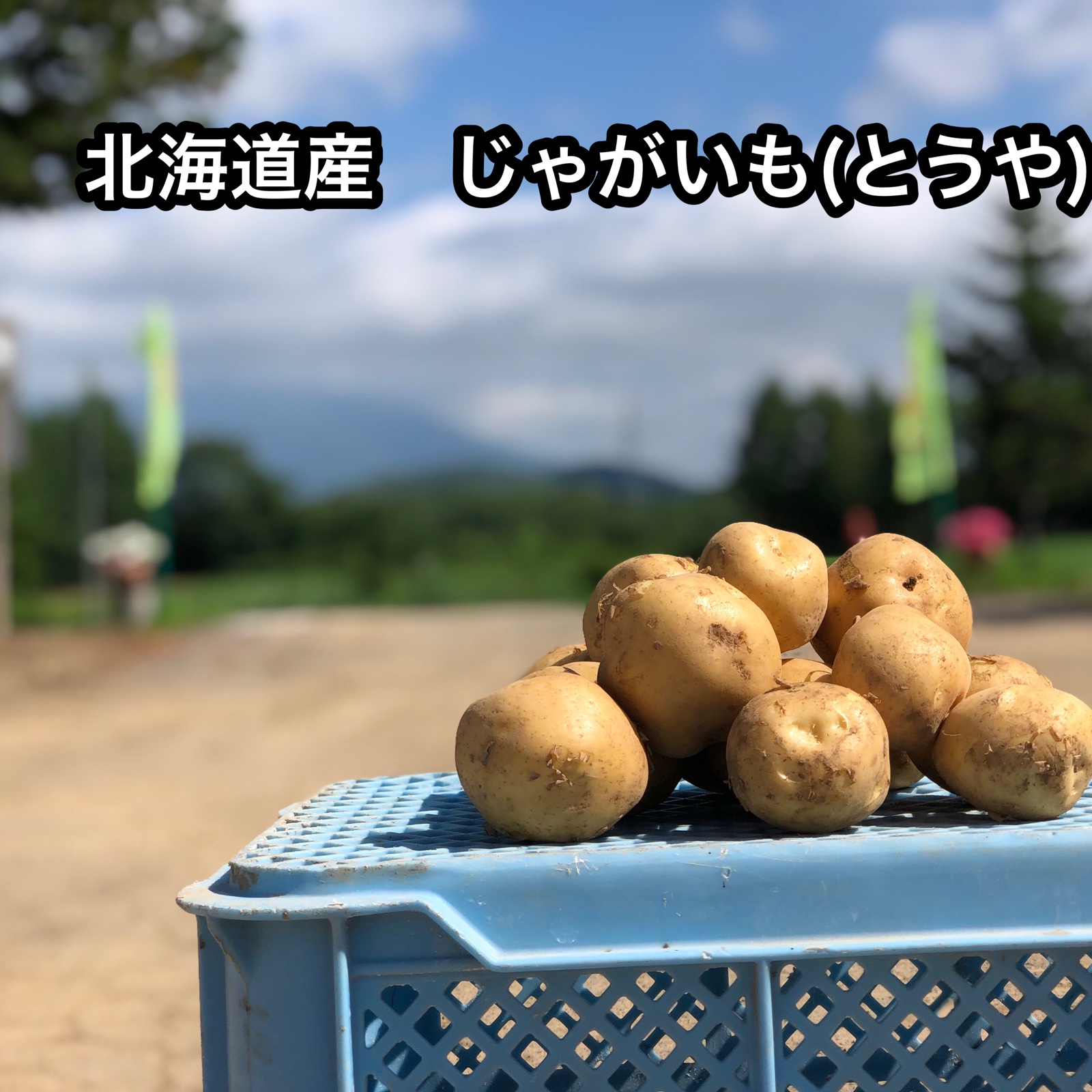 北海道産 新じゃが 品種とうや Mサイズ ｜ 野菜/じゃがいも 産直アウル