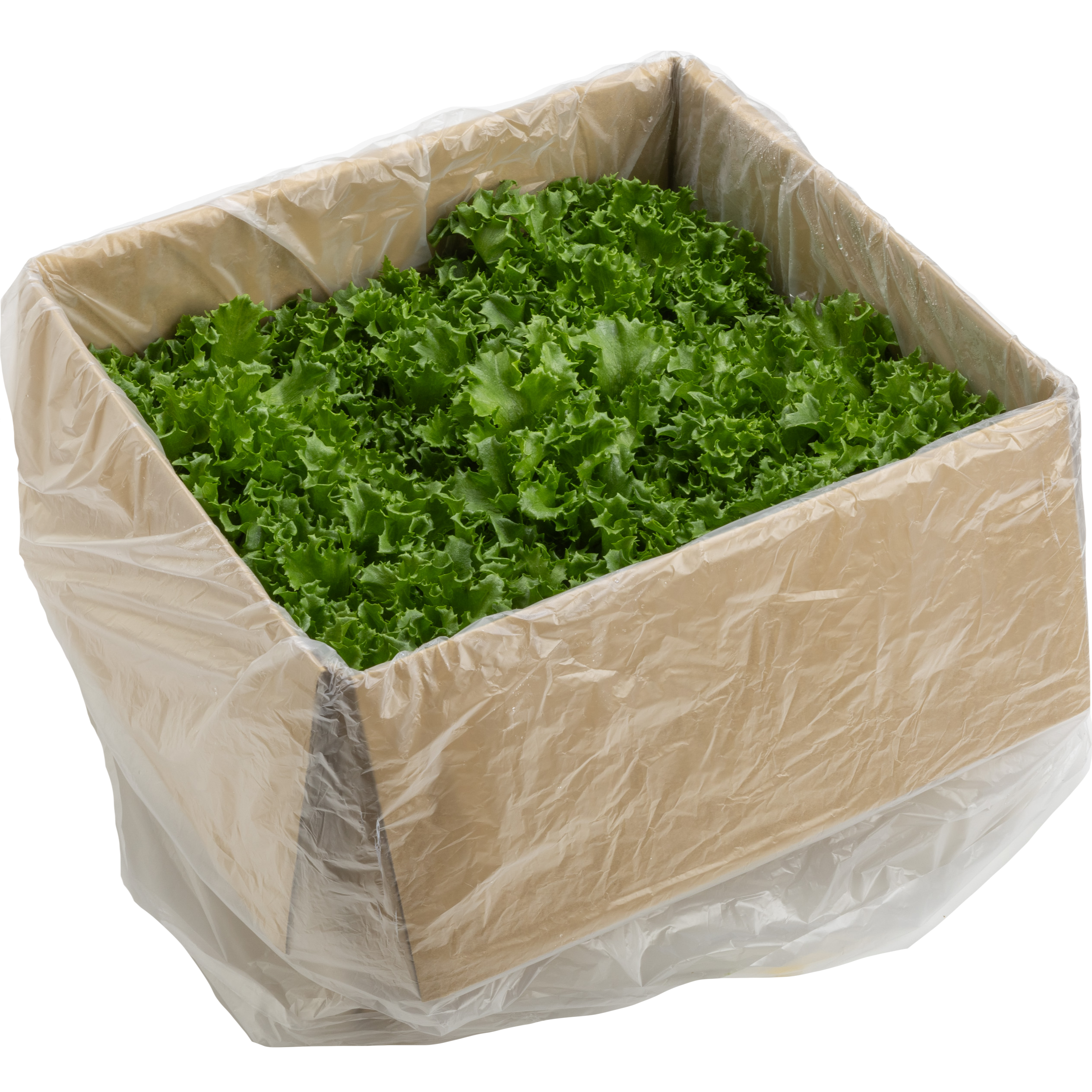栽培時農薬不使用】フリルレタス2kg 鮮度長持ち 植物工場産 ｜ 野菜 