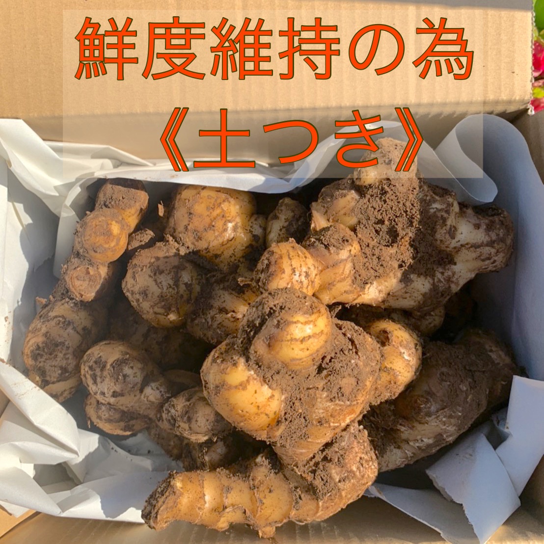 千葉県産 親生姜 近江生姜 20キロ 大生姜 古根 生姜種子】大生姜（おお