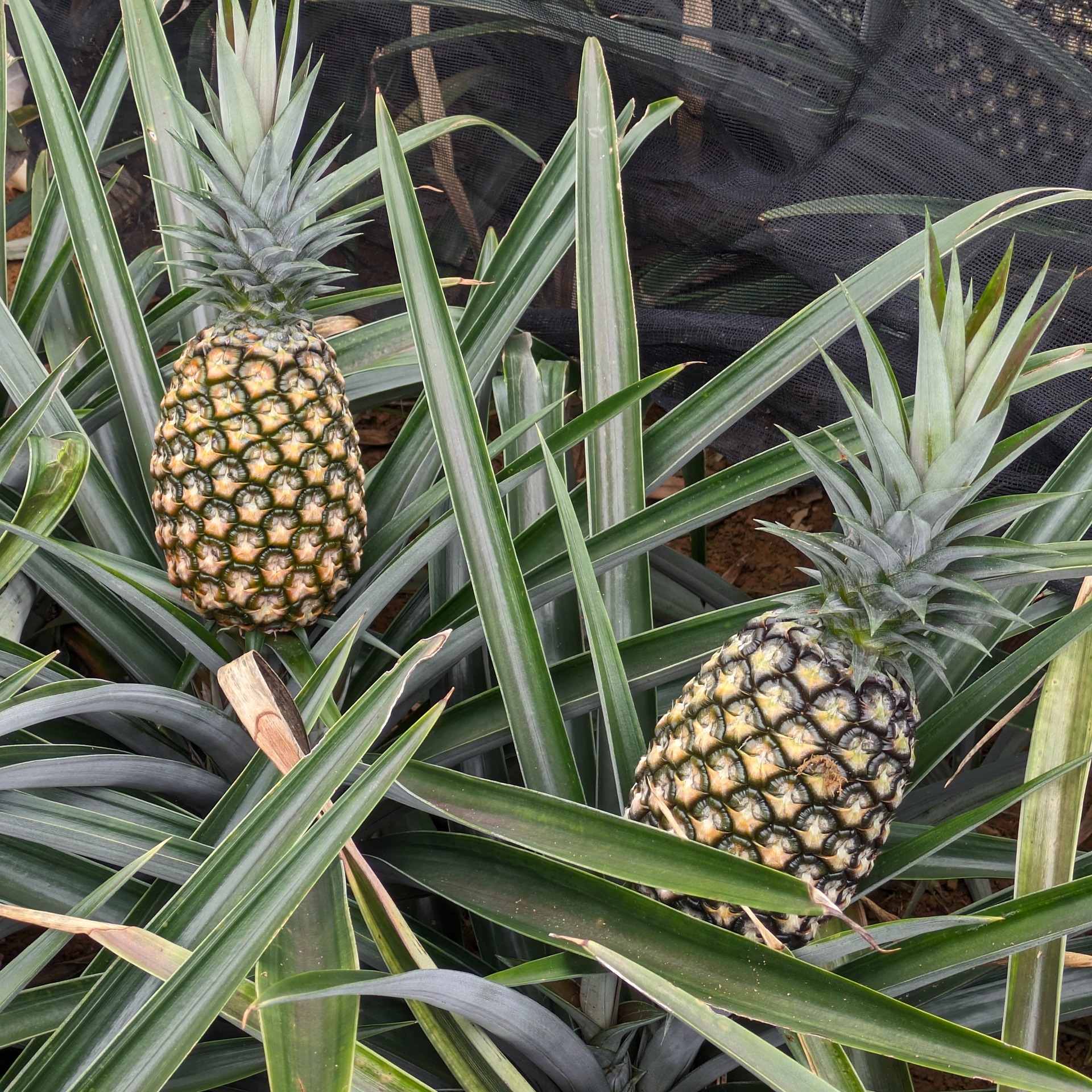 西表島ふる～つらんど（沖縄県・竹富町）｜生産者詳細｜産直アウル