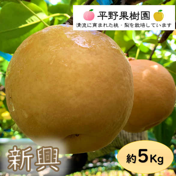 あづましずく 箱込5キロ 2️⃣ 山梨県産 9房入り
