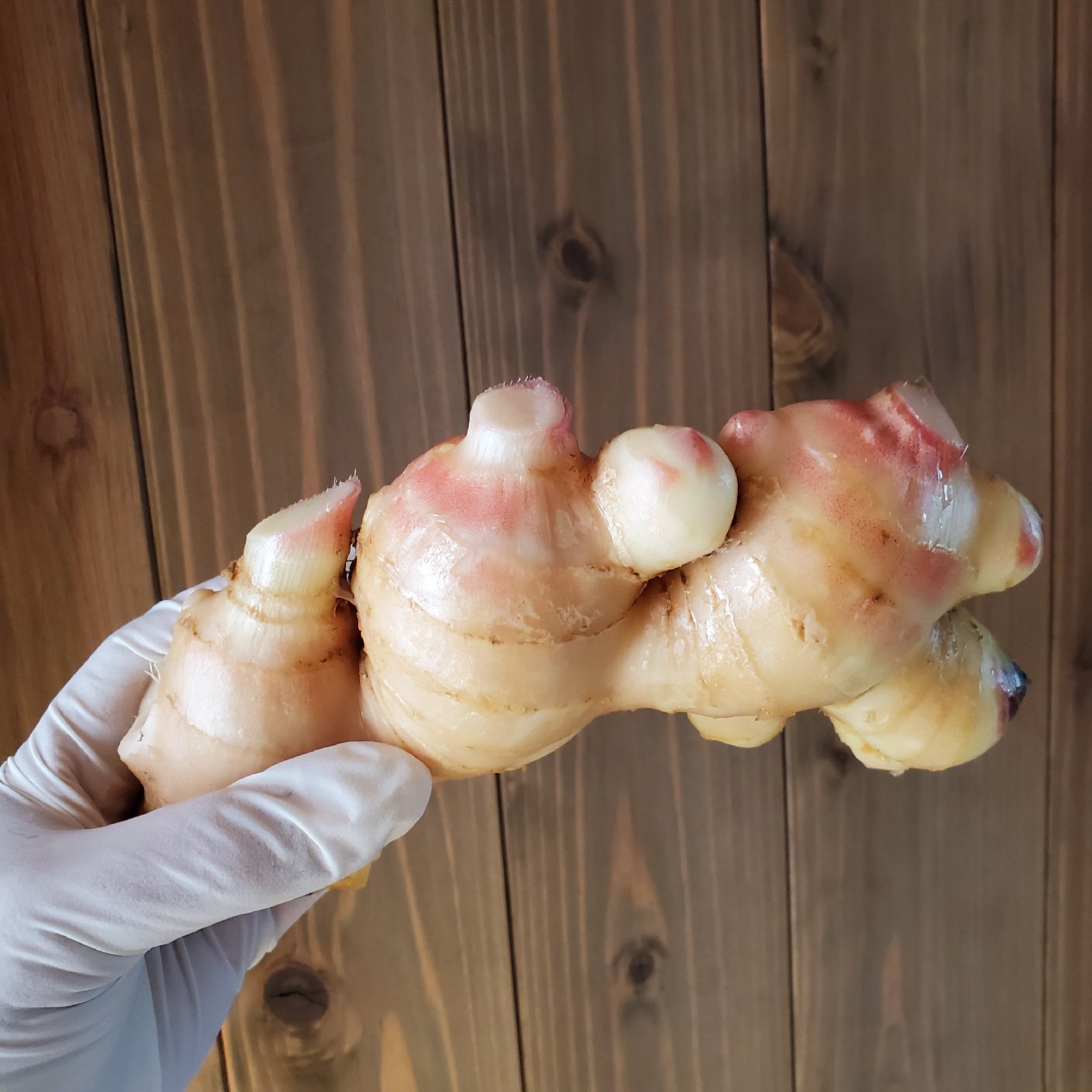 土付き新生姜 親生姜の詰め合わせ1kg ｜ 野菜/薬味 産直アウル 農家