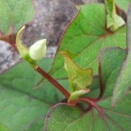 乾燥ドクダミ ｜ お茶/その他のお茶 産直アウル 農家・漁師など生産者