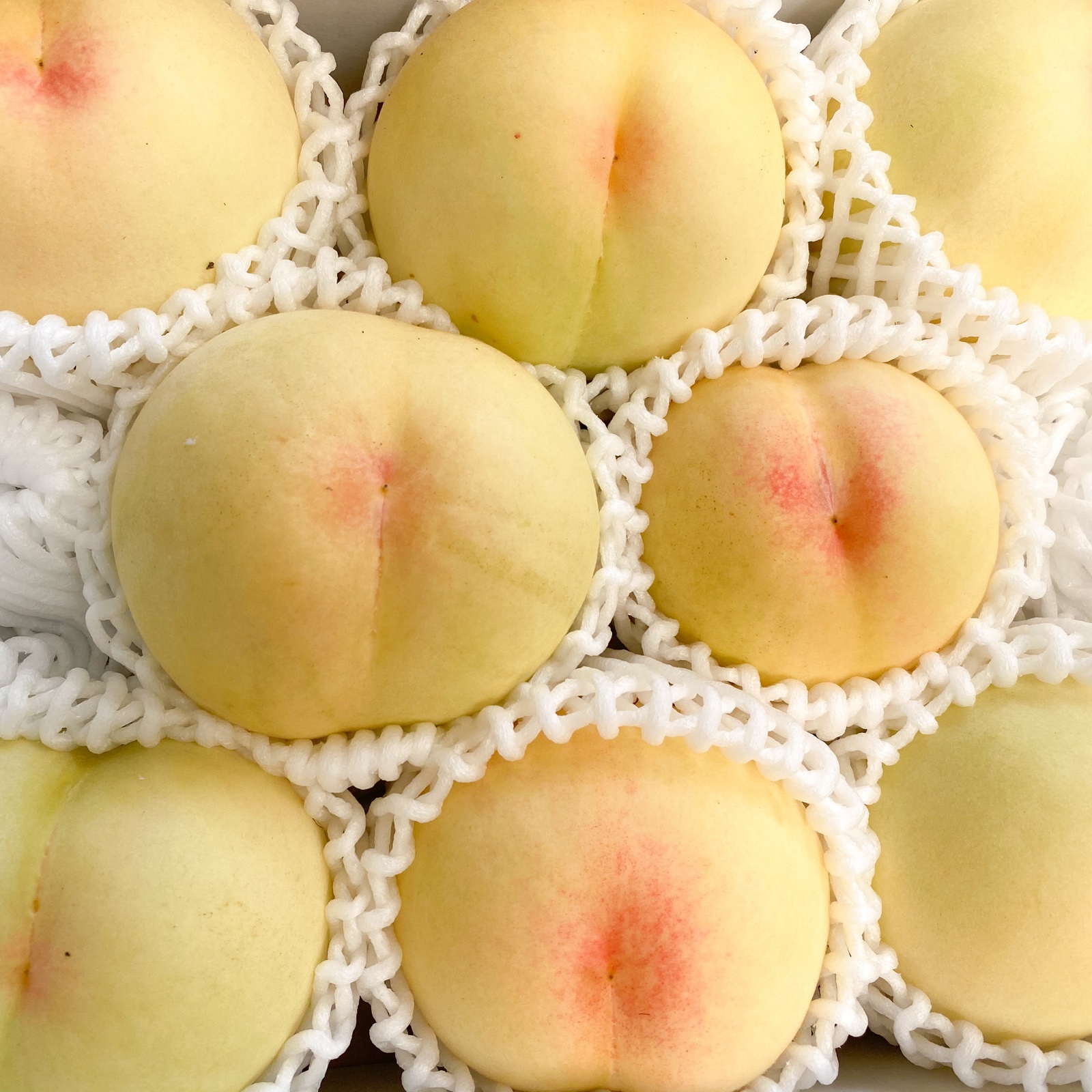 清水白桃（果物＞もも）の産地直送商品一覧（通販・お取り寄せ
