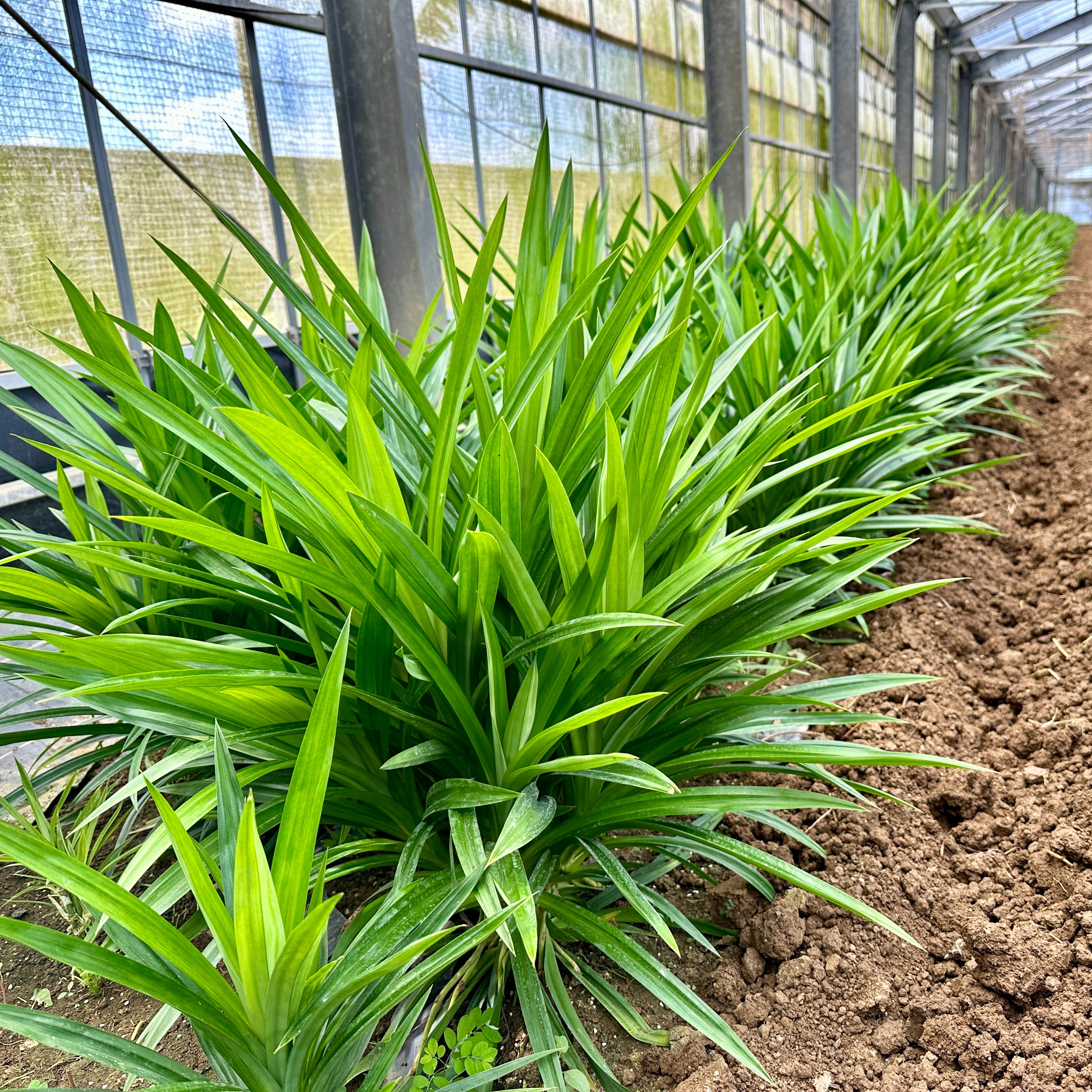 沖縄県糸満産 生パンダンリーフ1kg｜東洋のバニラ ｜ 野菜/ハーブ 産直