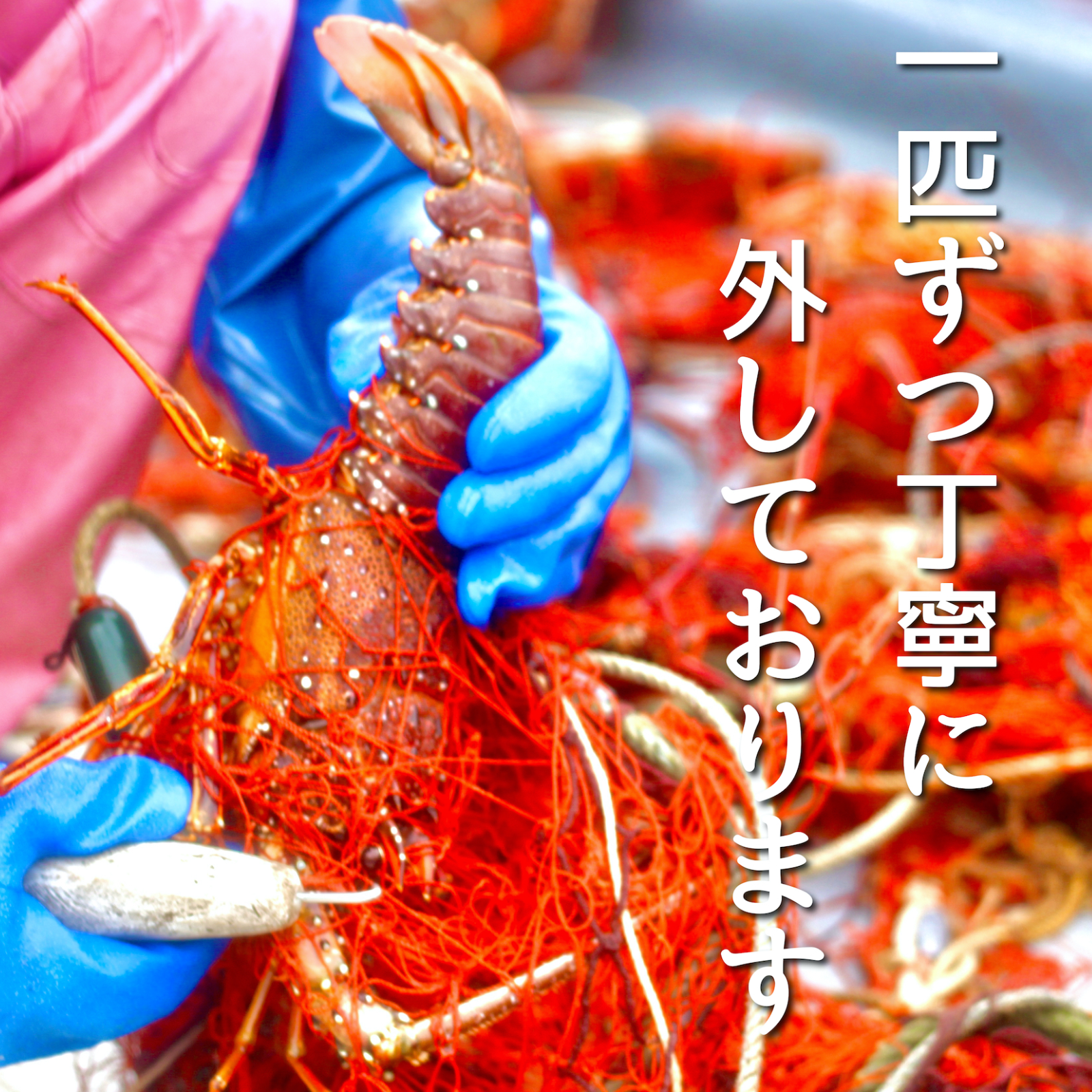 特大サイズ！伊勢エビ！1匹 600g前後 | 魚介類/エビ 産直アウル 農家