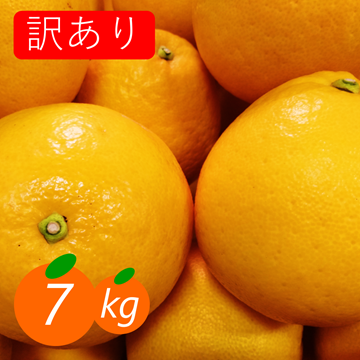 訳あり】河内晩柑 7kg 爽快 和製グレープフルーツ ｜ 果物/オレンジ