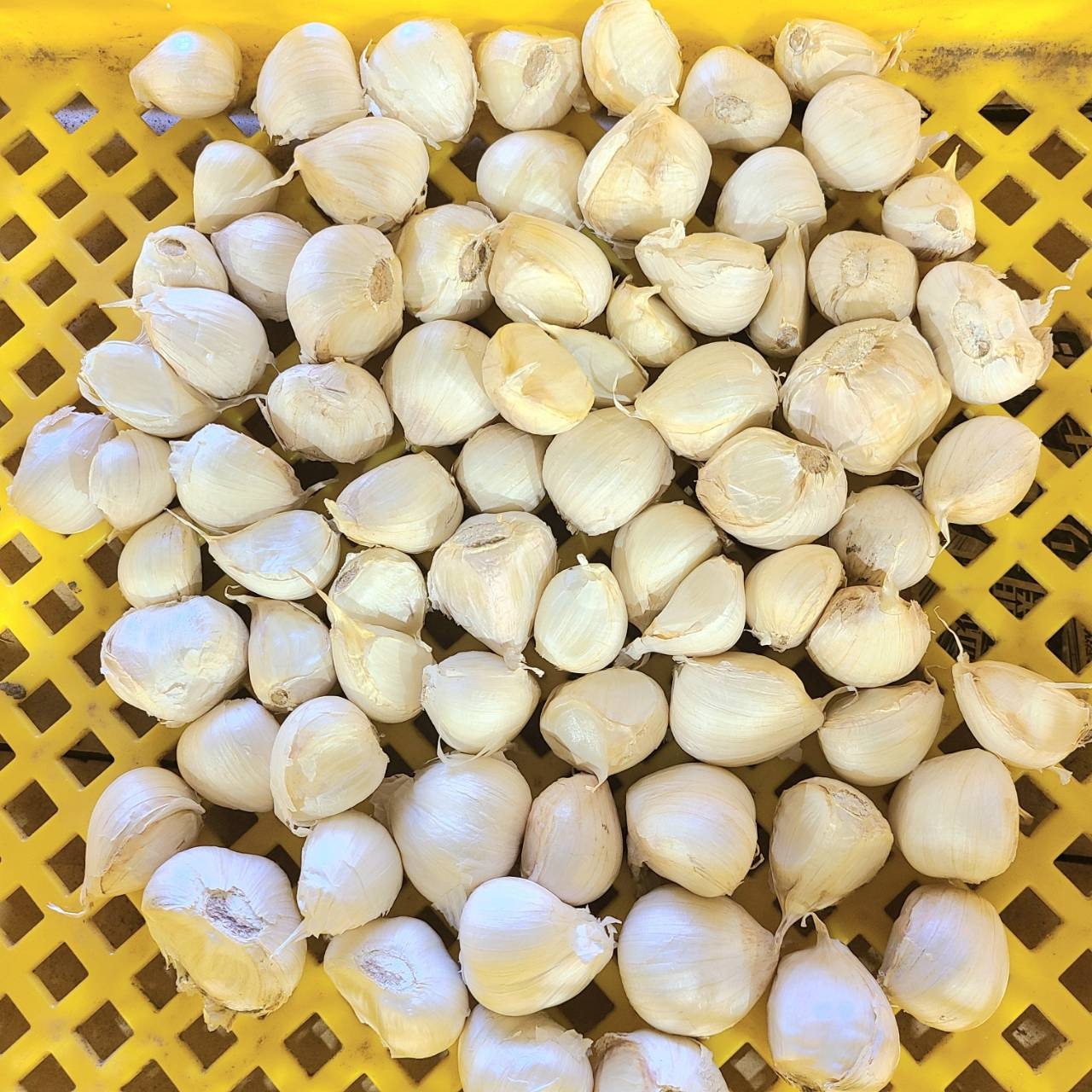 濃厚で甘い！大粒福地ホワイト六片にんにく 200g（農薬・化学肥料不