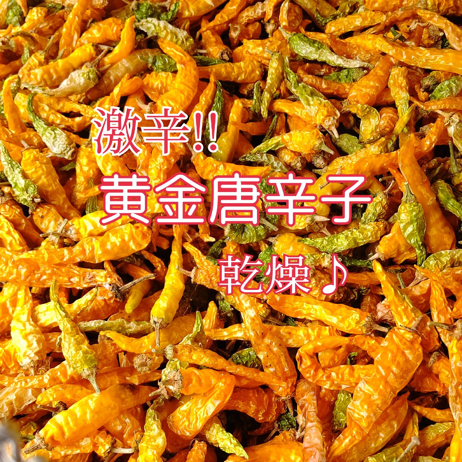黄金唐辛子｢乾燥｣200g お試し | 野菜/スパイス 産直アウル 農家から