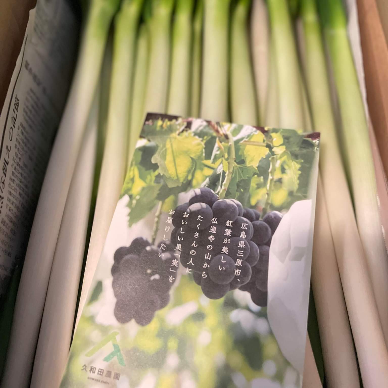 白ネギ「長ネギ」2kgご自宅用長さそのまま箱♪100サイズたっぷりネギ