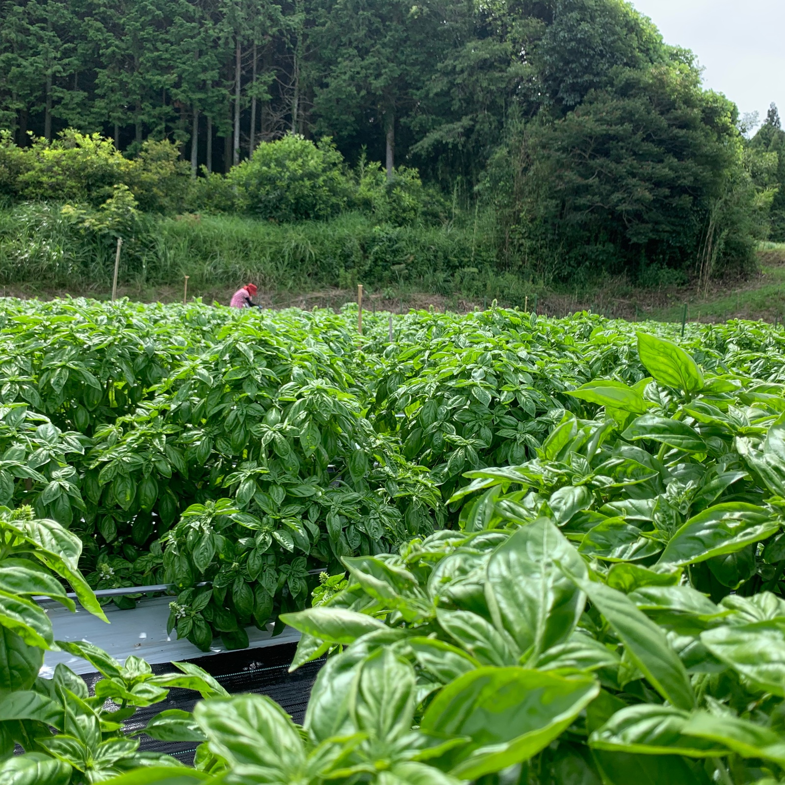 岡山産 とれたて無農薬バジル 2kg 2キロ