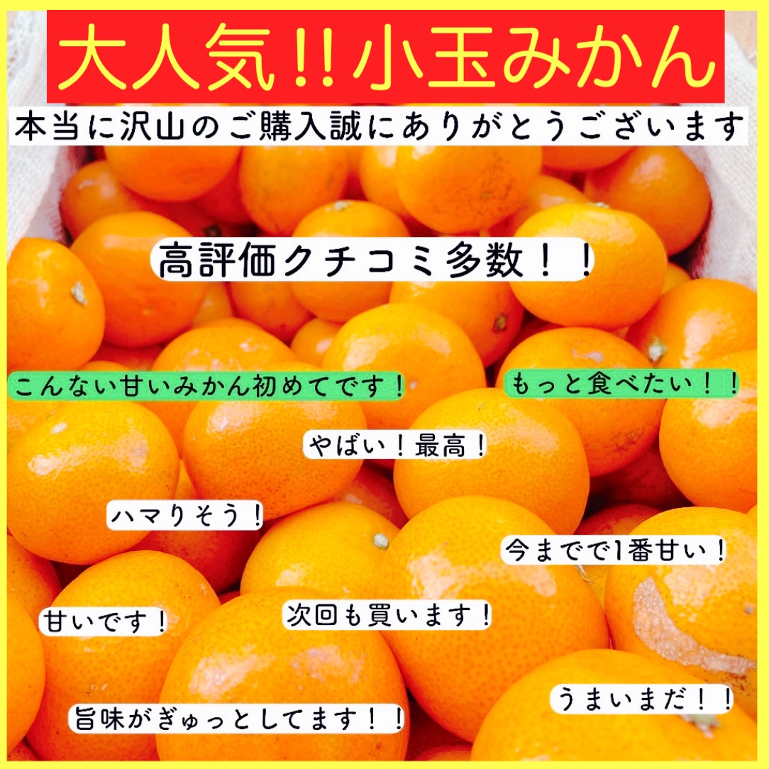 極早生 小玉 有田みかん 2キロ 和歌山 2s 産地直送 | 果物/温州みかん