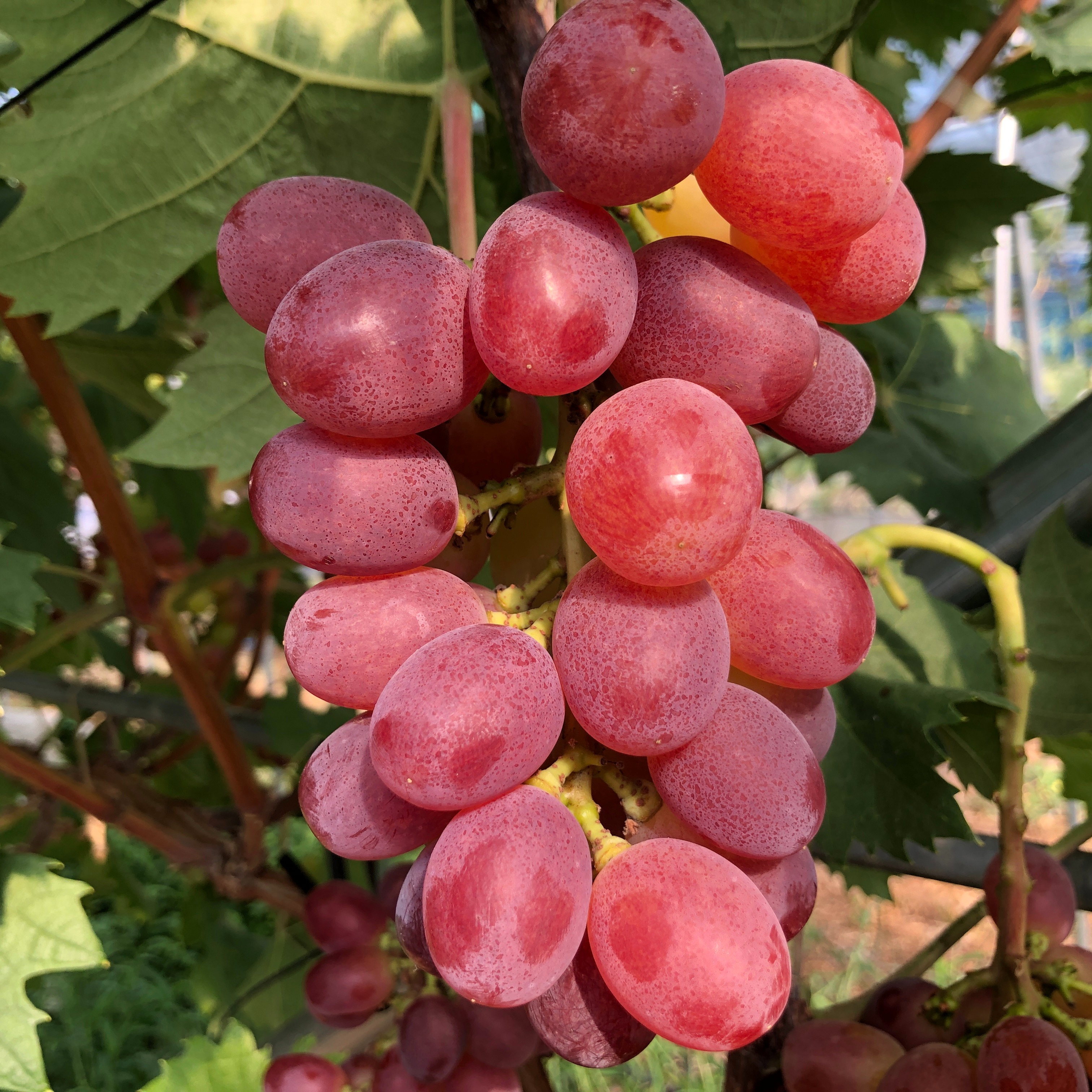 希少！糖度抜群種なしクイーンマスカット 粒2パック800g 『クール便