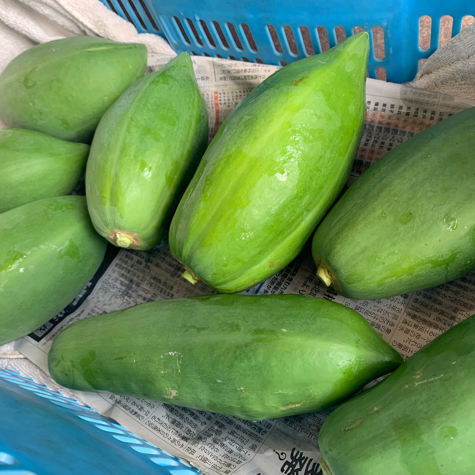 青パパイヤ3kg【農薬不使用・化学肥料不使用・おかやま有機無農薬認証