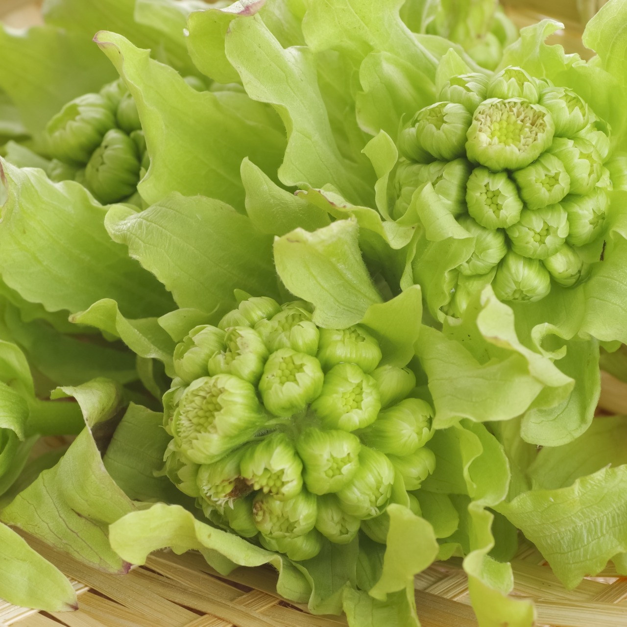 北海道産 ふきのとう やわらか花芽 5キロ 大量 朝採り 北海道産 ふきのとう 5キロ 朝採り 北海道産 ふきのとう やわらか花芽
