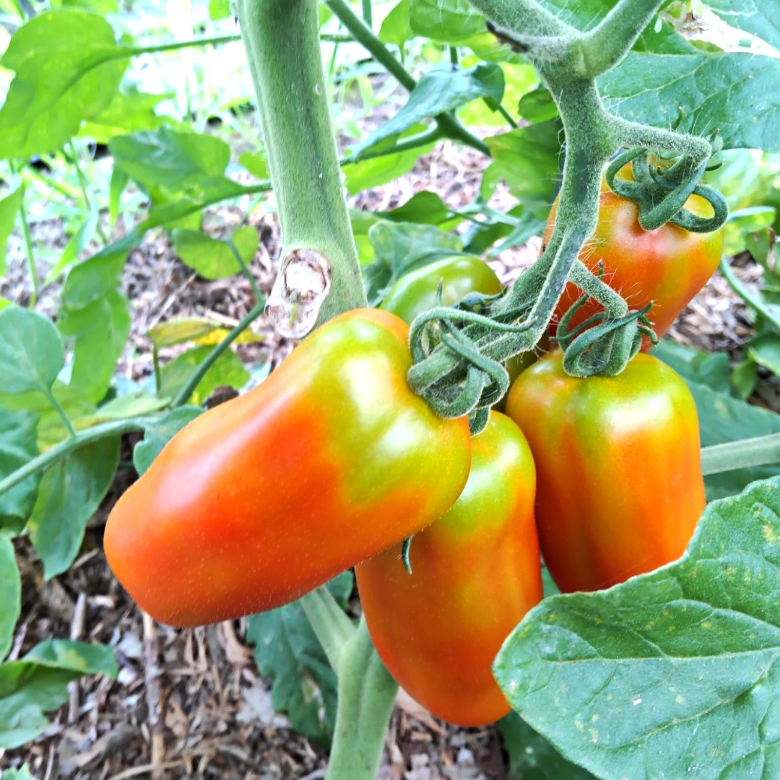 バリトマトの種(自然栽培・固定種)