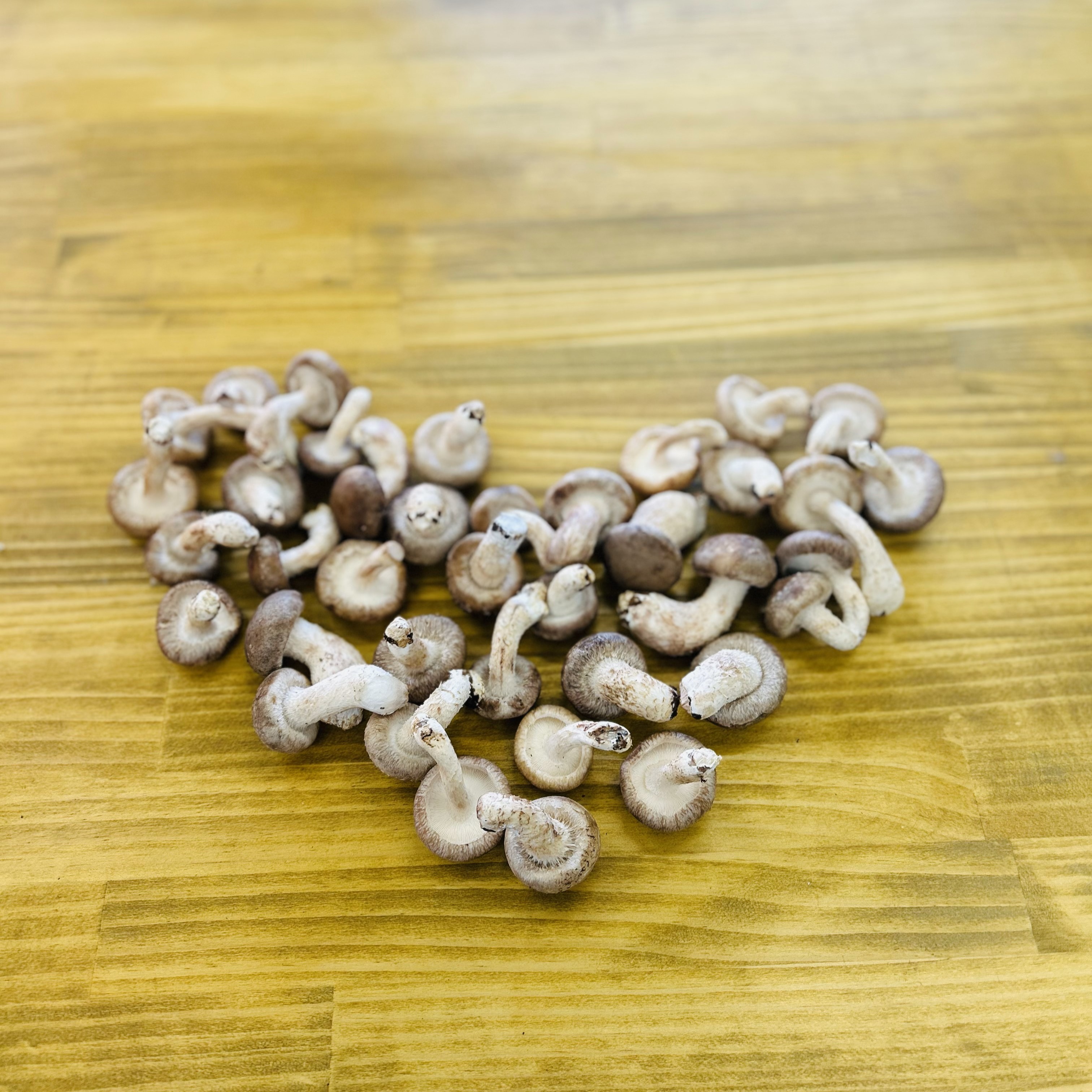 新鮮 大きめ 椎茸 248g