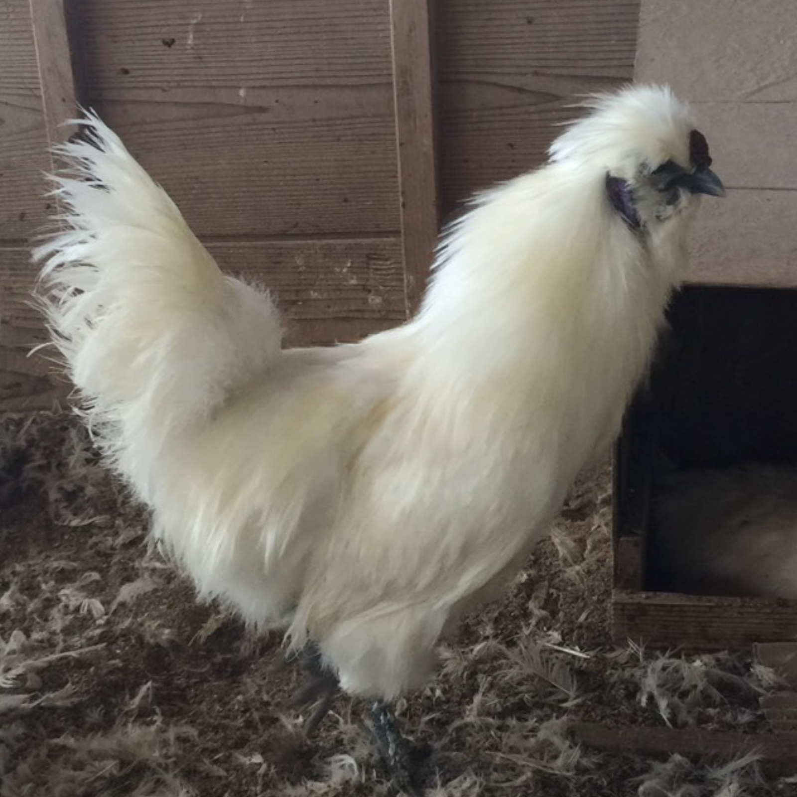 平飼い烏骨鶏の卵50個（割れ保証込み） ｜ 卵/鶏卵 産直アウル 農家