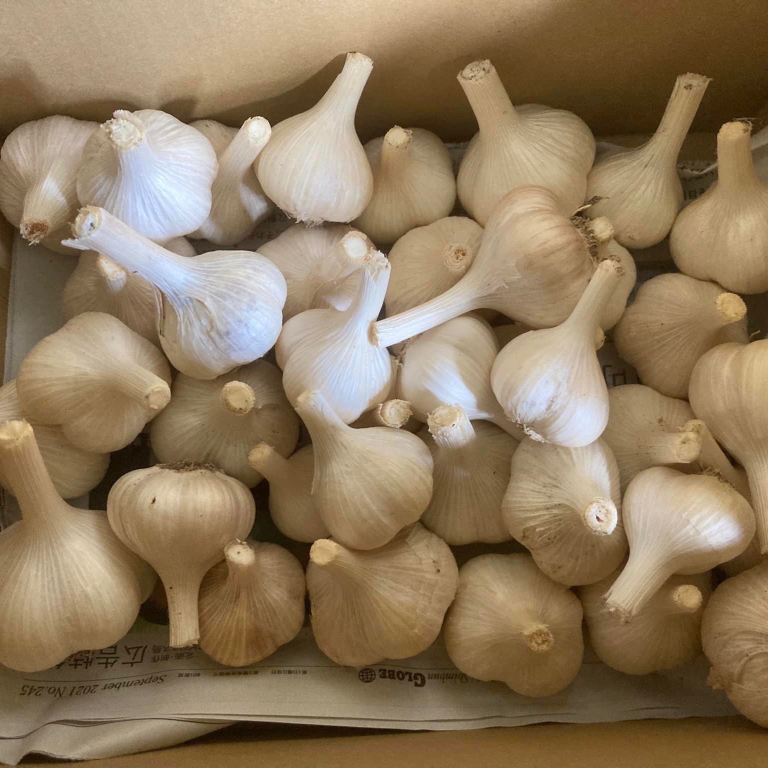 自然栽培にんにく1kg 山形 ｜ 野菜/にんにく 産直アウル 農家・漁師