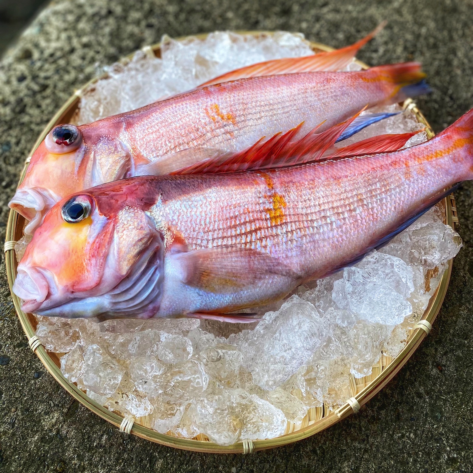 甘鯛 徳島県産他 アカアマダイ 1尾 大サイズ （約800g〜1kg） 国産 赤