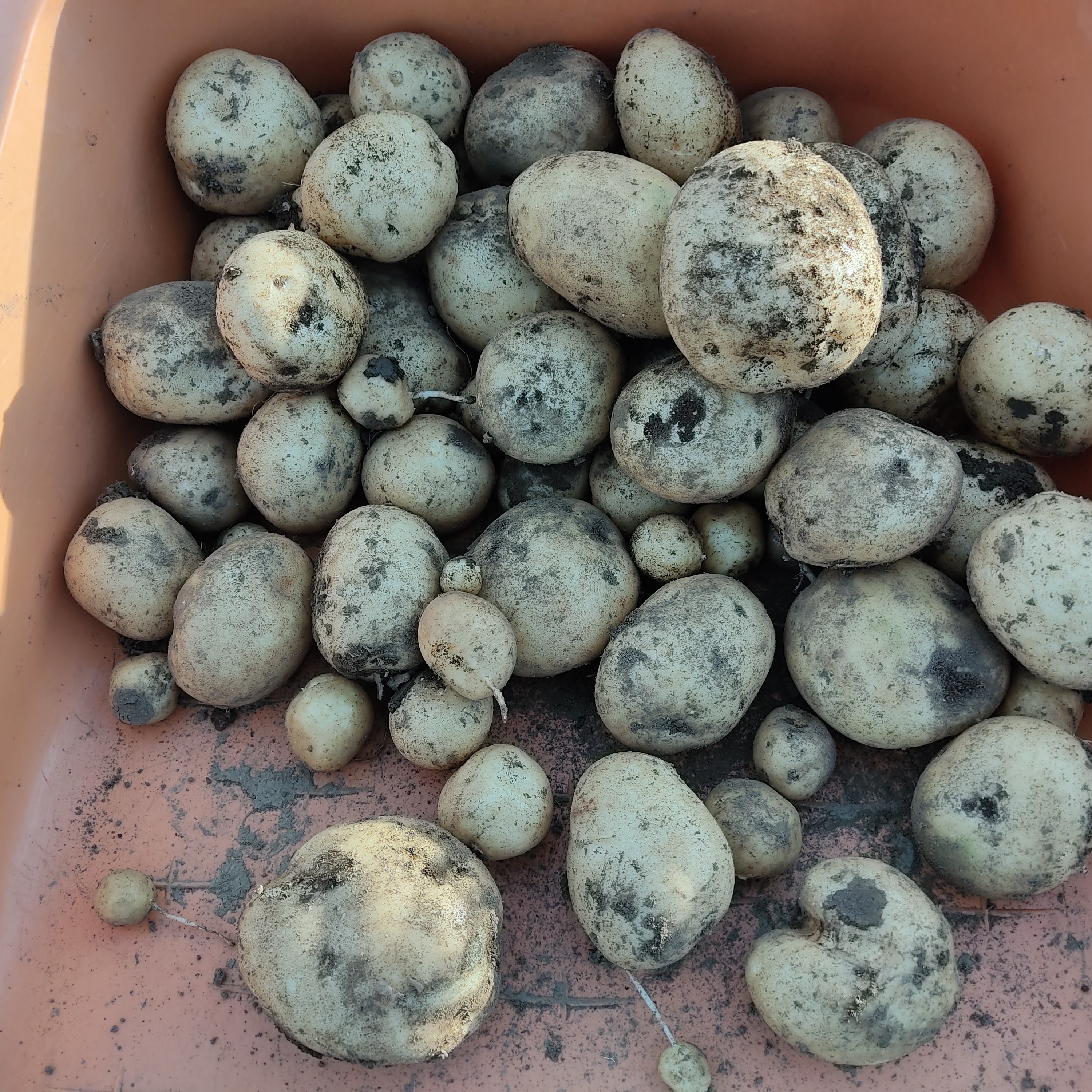 数量限定｜超大玉ニシユタカ食べ応え抜群｜【3L以上】約8kg｜迫力