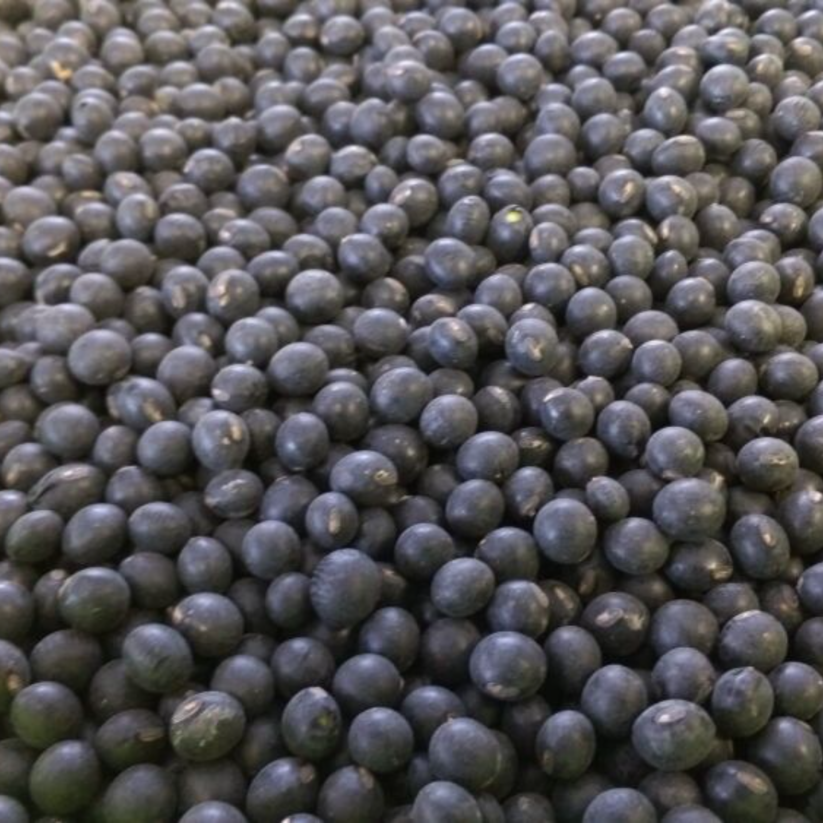 黒千石大豆 | 野菜/豆類 産直アウル 農家から直接野菜などの食材を購入