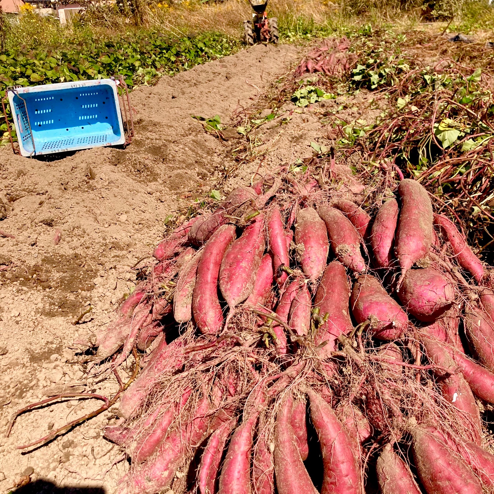 甘薯】紅はるか［4kg］さつまいも サツマイモ 薩摩芋 | 野菜