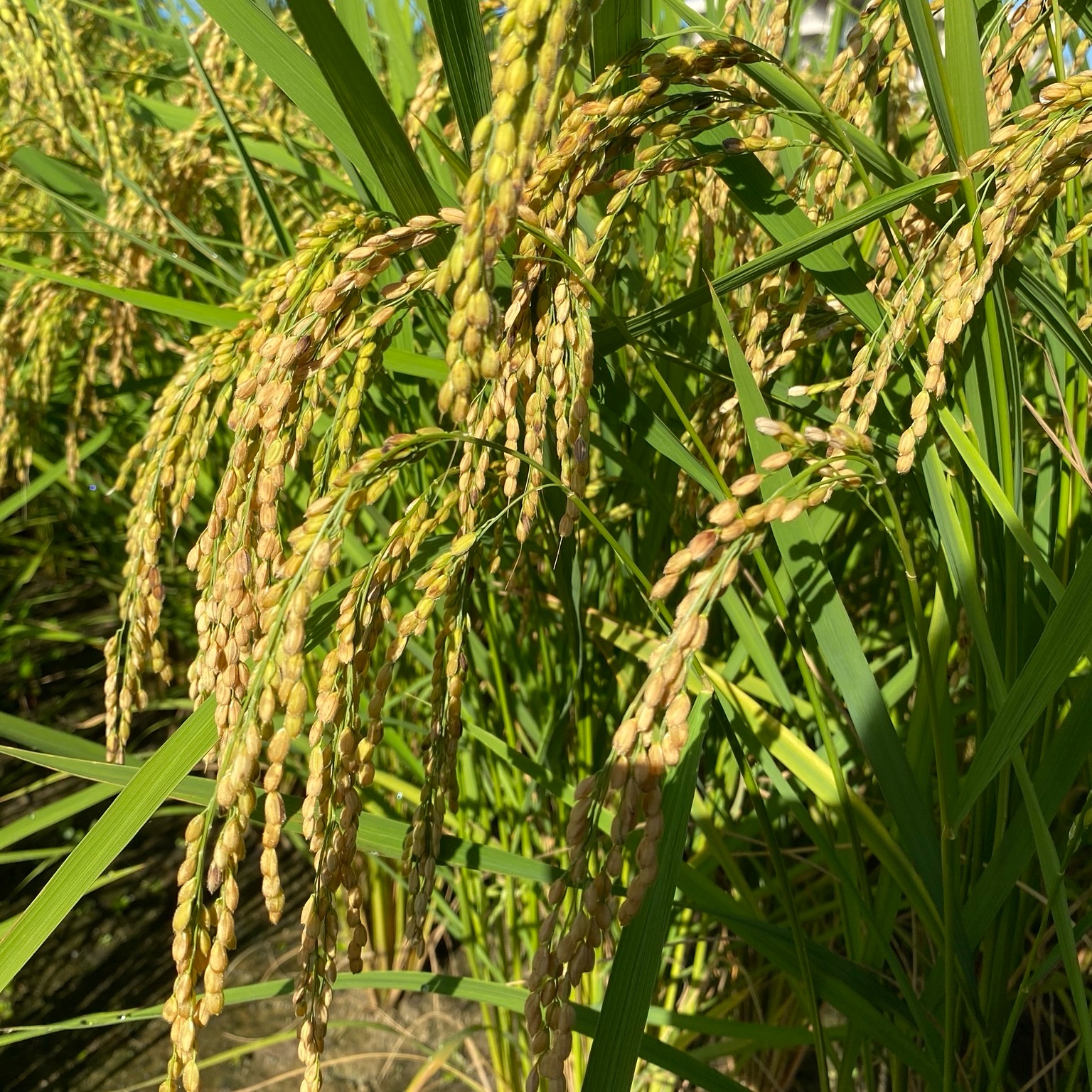 令和7年度産はなまる農園 にじの煌 玄米30キロ ｜ 米・穀物/玄米 産直