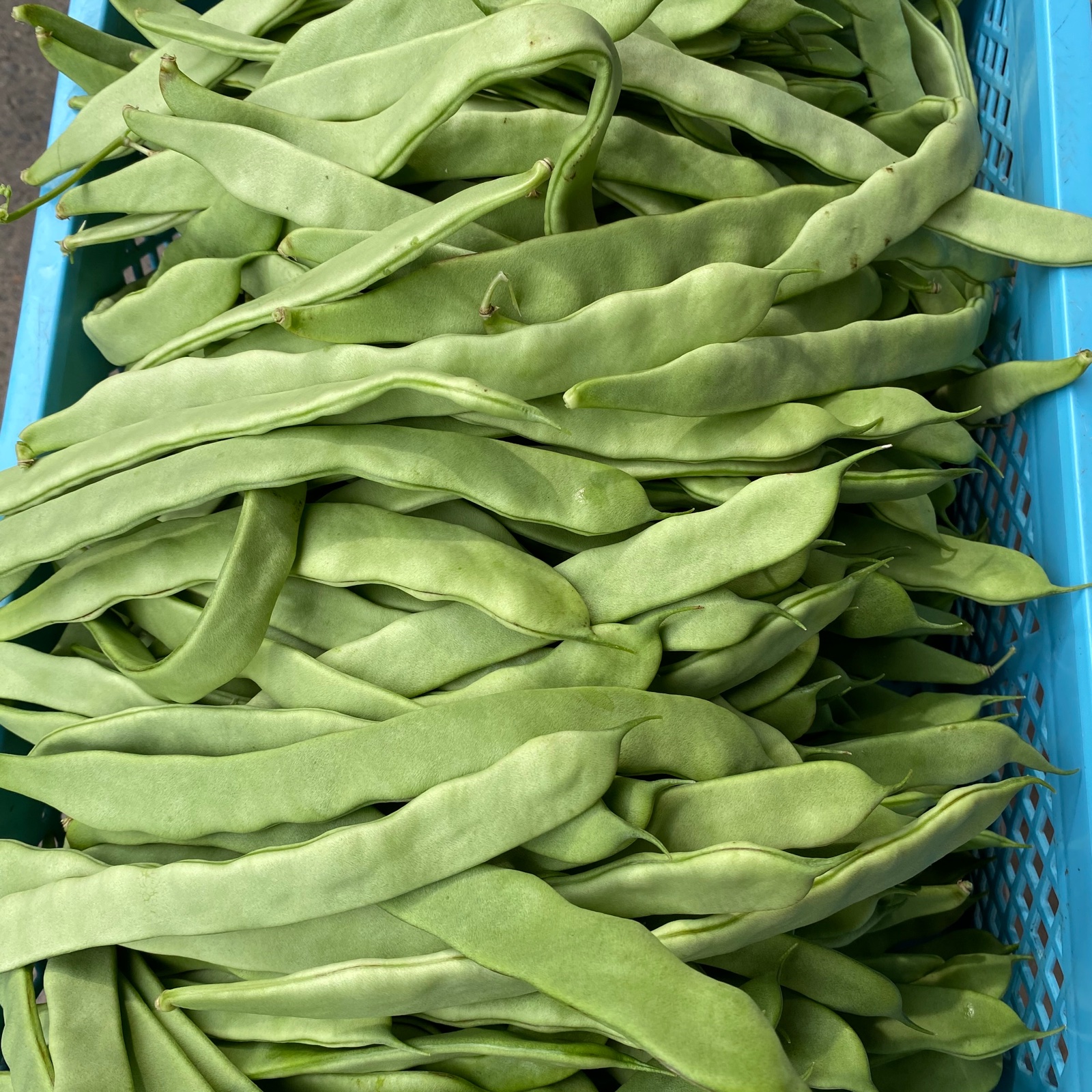 訳あり品】さやいんげん5kg(沖縄県産) 商品の説明【訳あり品】沖縄県…