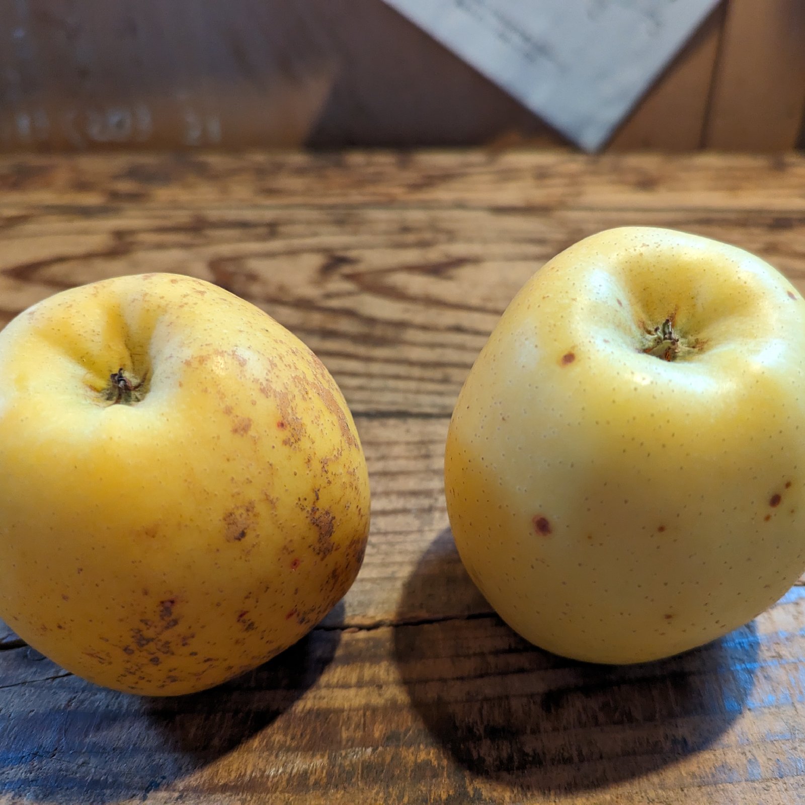 訳あり】サンはるか5kg箱 | 果物/りんご 産直アウル 農家から直接野菜