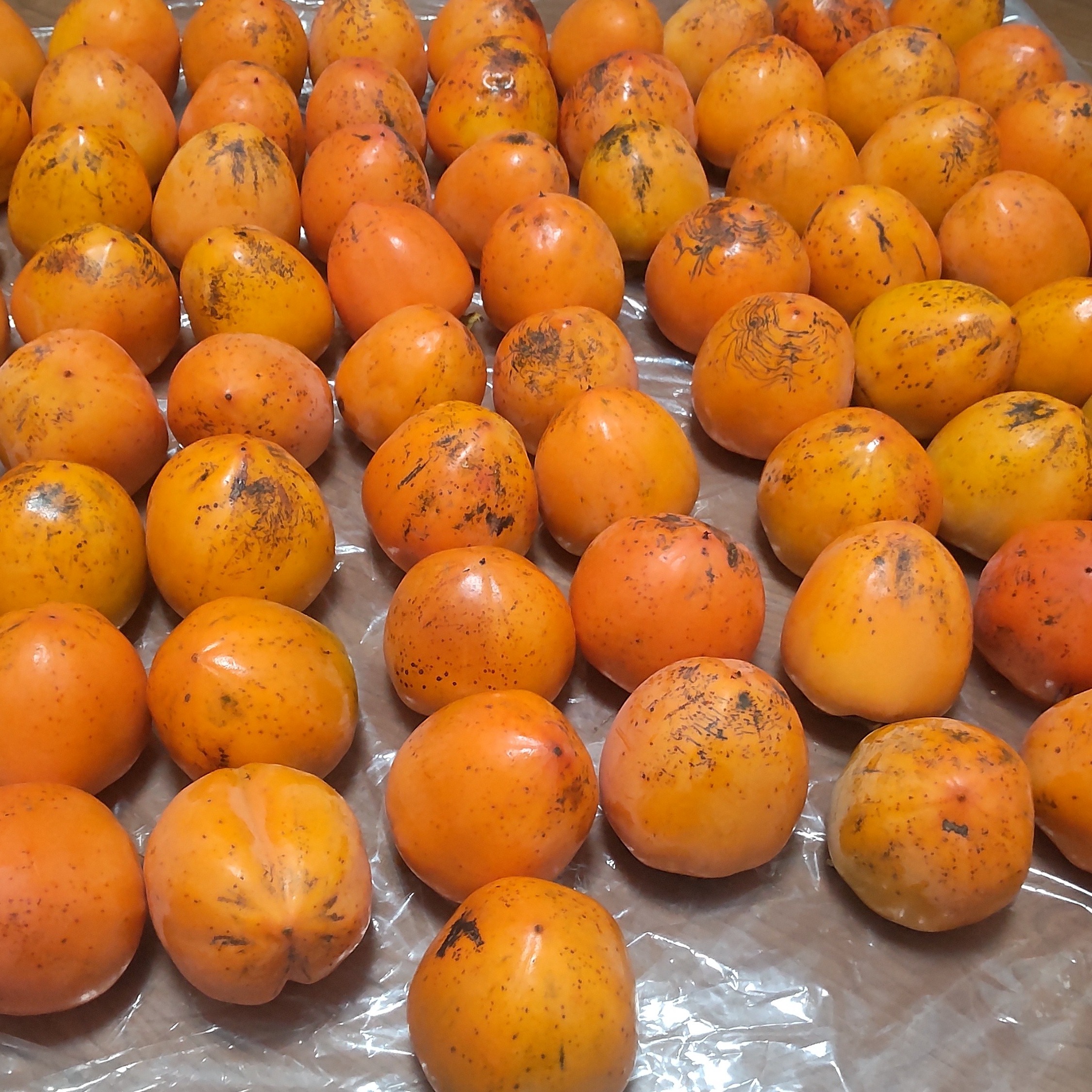 ３kg 長野県産 koolon 干し柿 蜂屋柿