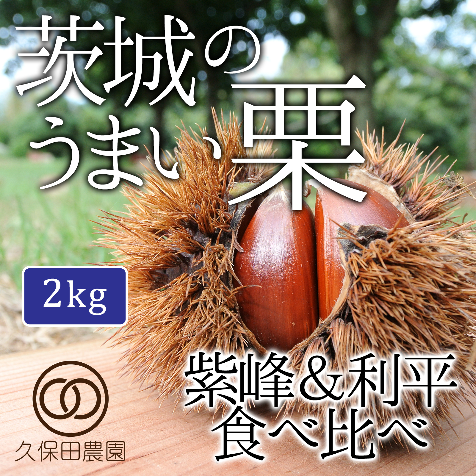 限定 梱包込み10kg 笠間の和栗☆生栗☆栗