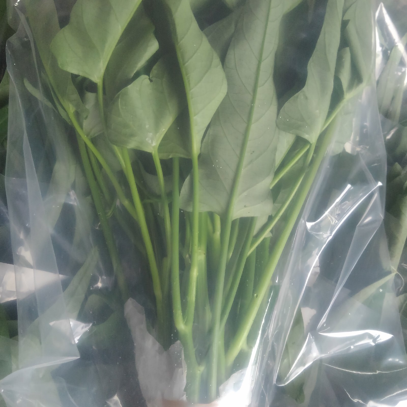 心笙からのおすそわけ』空心菜(空芯菜)1kg ｜ 野菜/葉物 産直アウル
