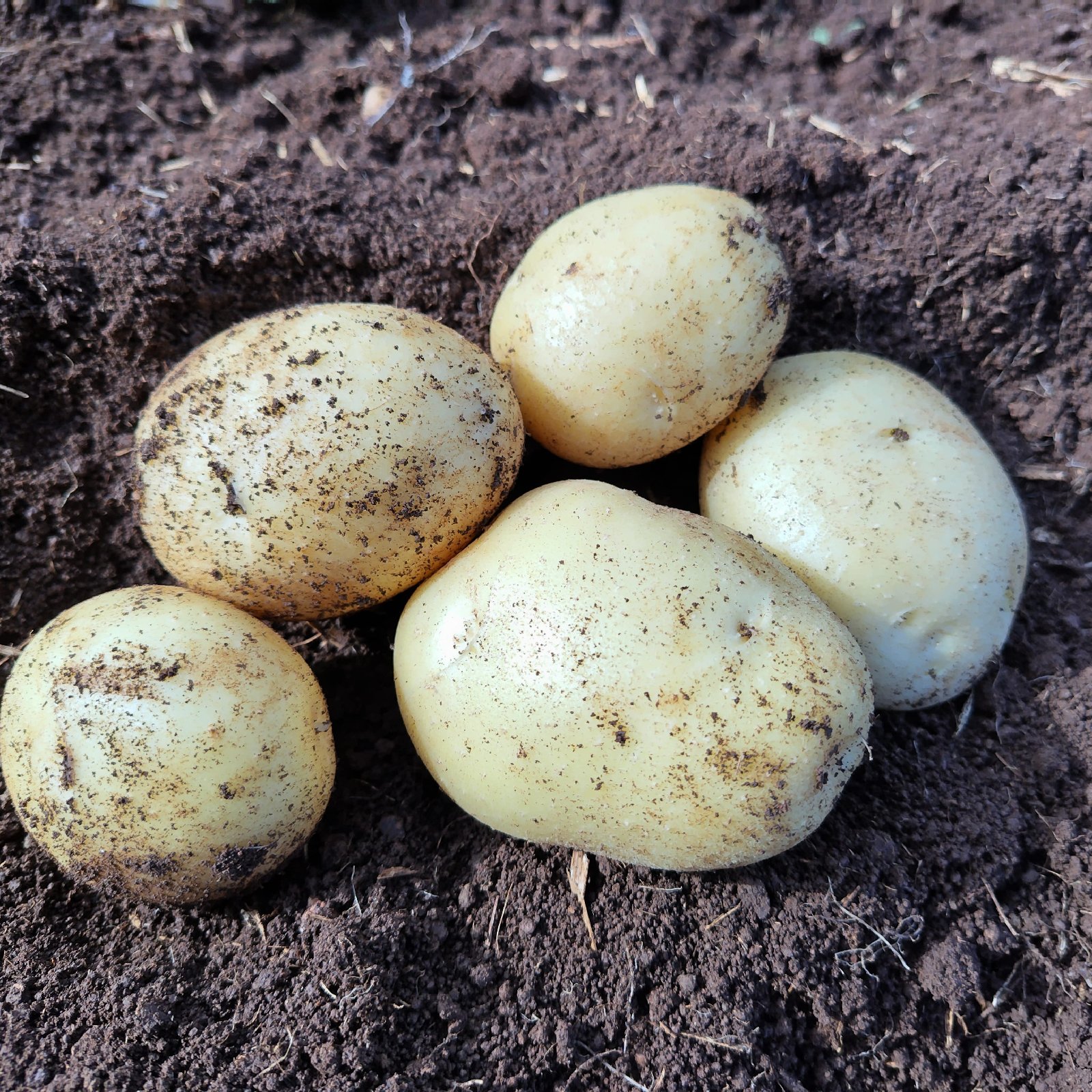 春の新じゃがいも アイマサリ 10kg ｜ 野菜/じゃがいも 産直アウル