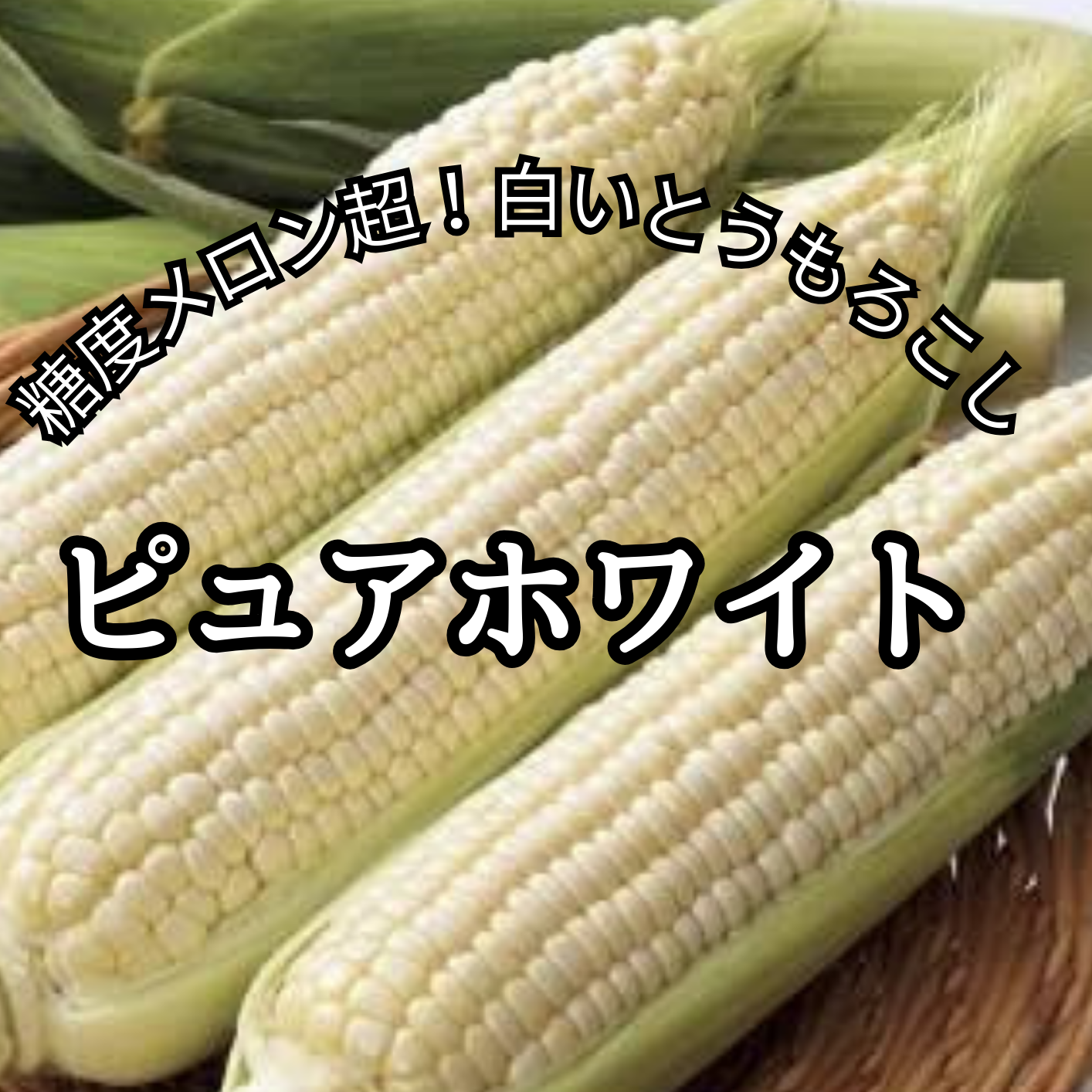 6月中旬発送】とうもろこしピュアホワイト 2Lサイズ10本入 ｜ 野菜