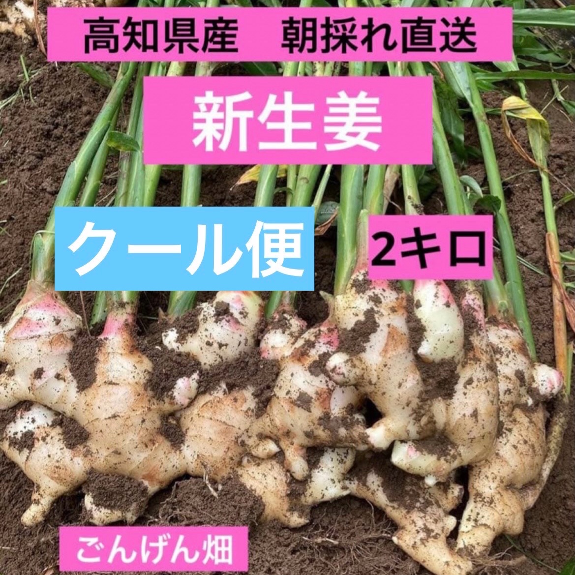 高知県産 朝採れ直送新生姜 クール便2キロ ｜ 野菜/薬味 産直アウル