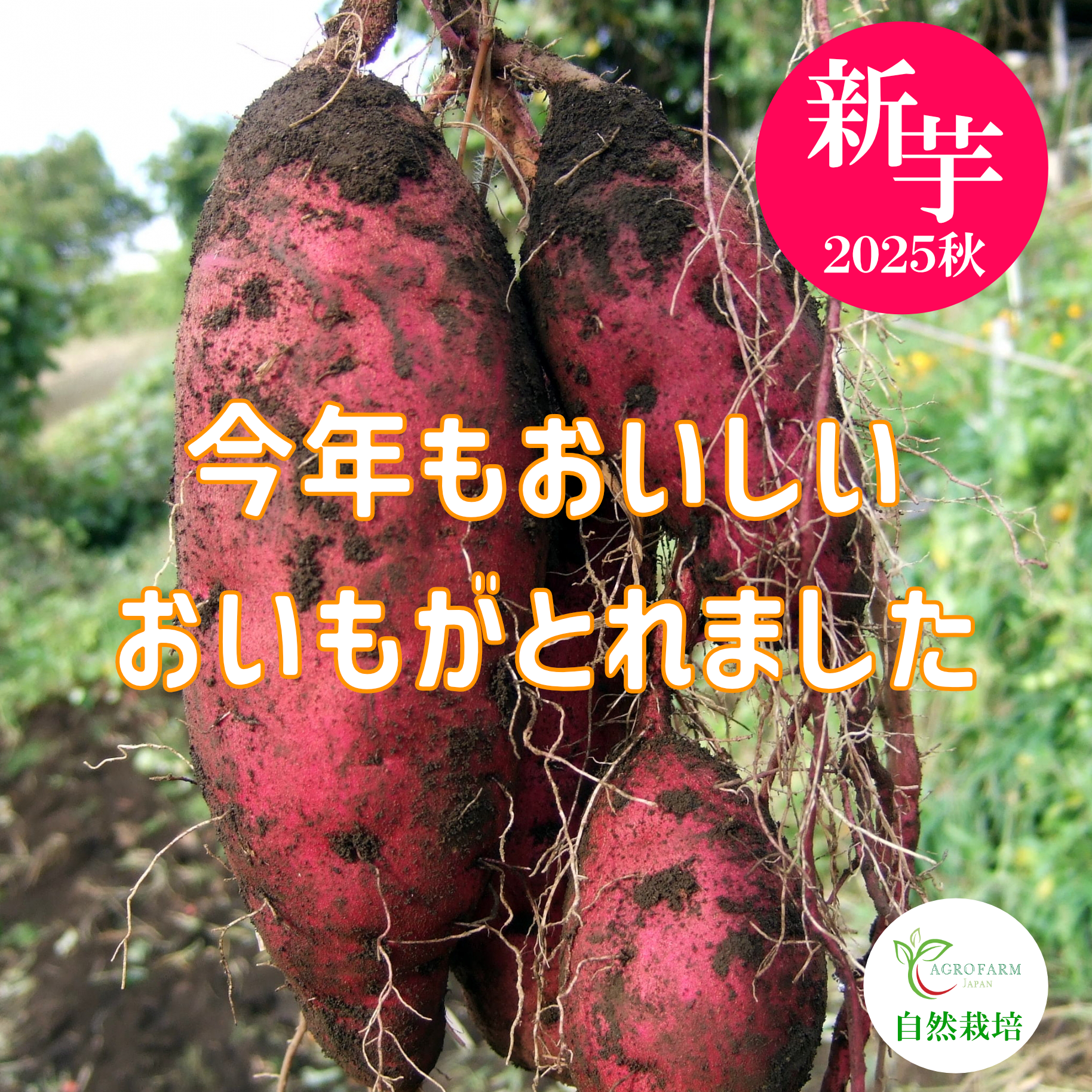 たく　令和4年度収穫　さつまいも【紅はるか】小芋　100kg　玄米袋入り たく　令和4年度収穫　さつまいも【紅はるか】小芋　100kg　玄米袋入り