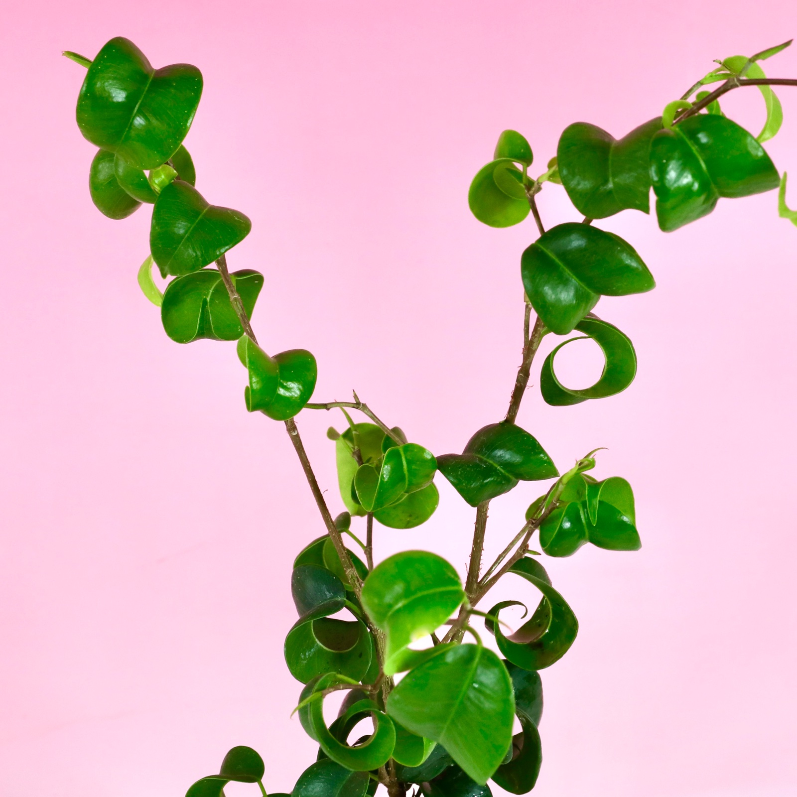 苔玉 ベンジャミンバロック ｜ 花・植物/花・植物 産直アウル 農家