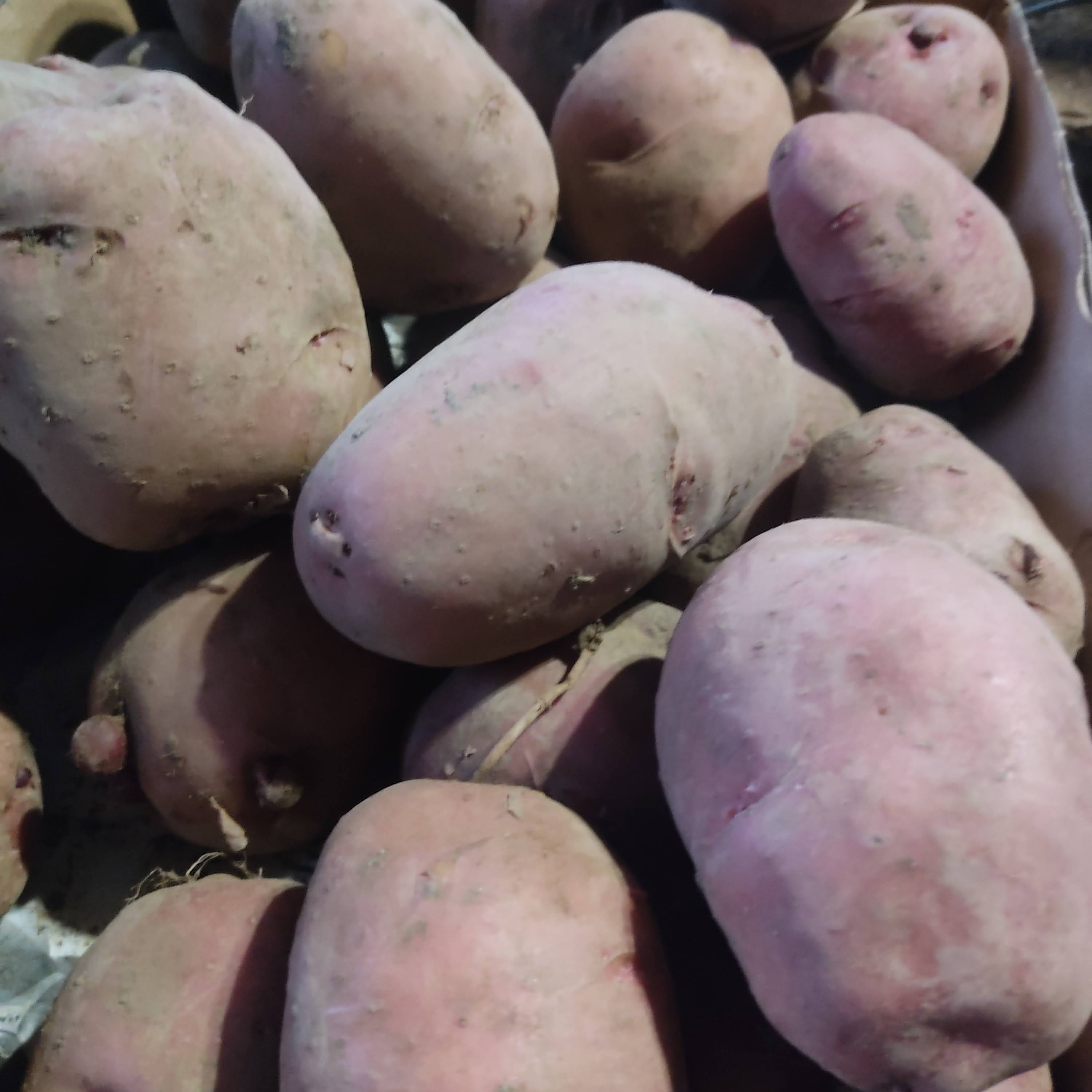 ?農薬・化学肥料不使用「アンデスレッド」2kg サイズ色々? ｜ 野菜 