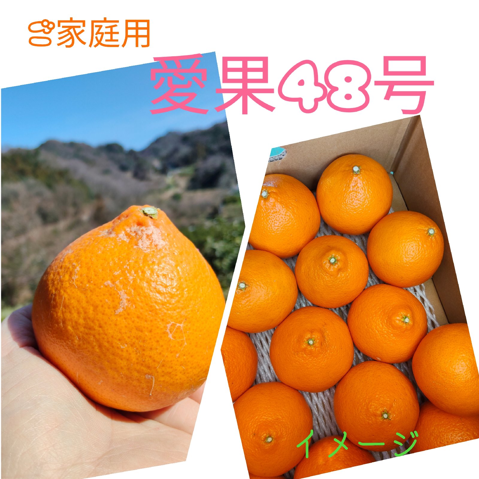 愛果48号 九州〜東北へ発送専用ページ(プリンセス) ｜ 果物/オレンジ