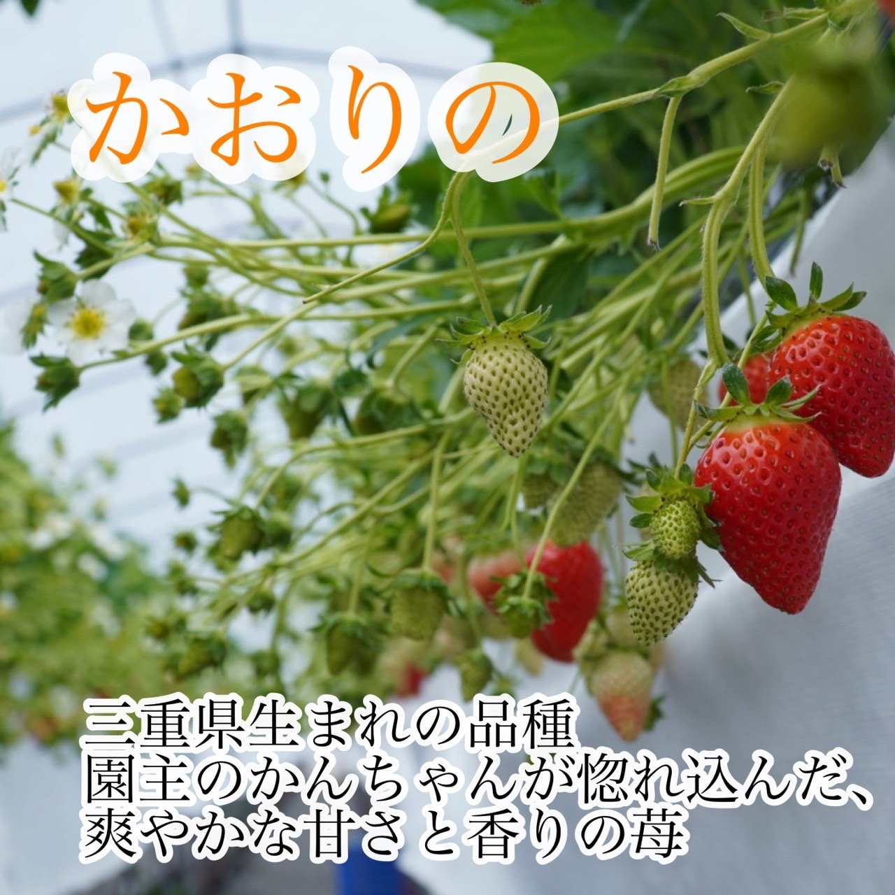 クール便☆新鮮朝採り☆かんちゃん農園の甘いいちご ｜ 果物/いちご